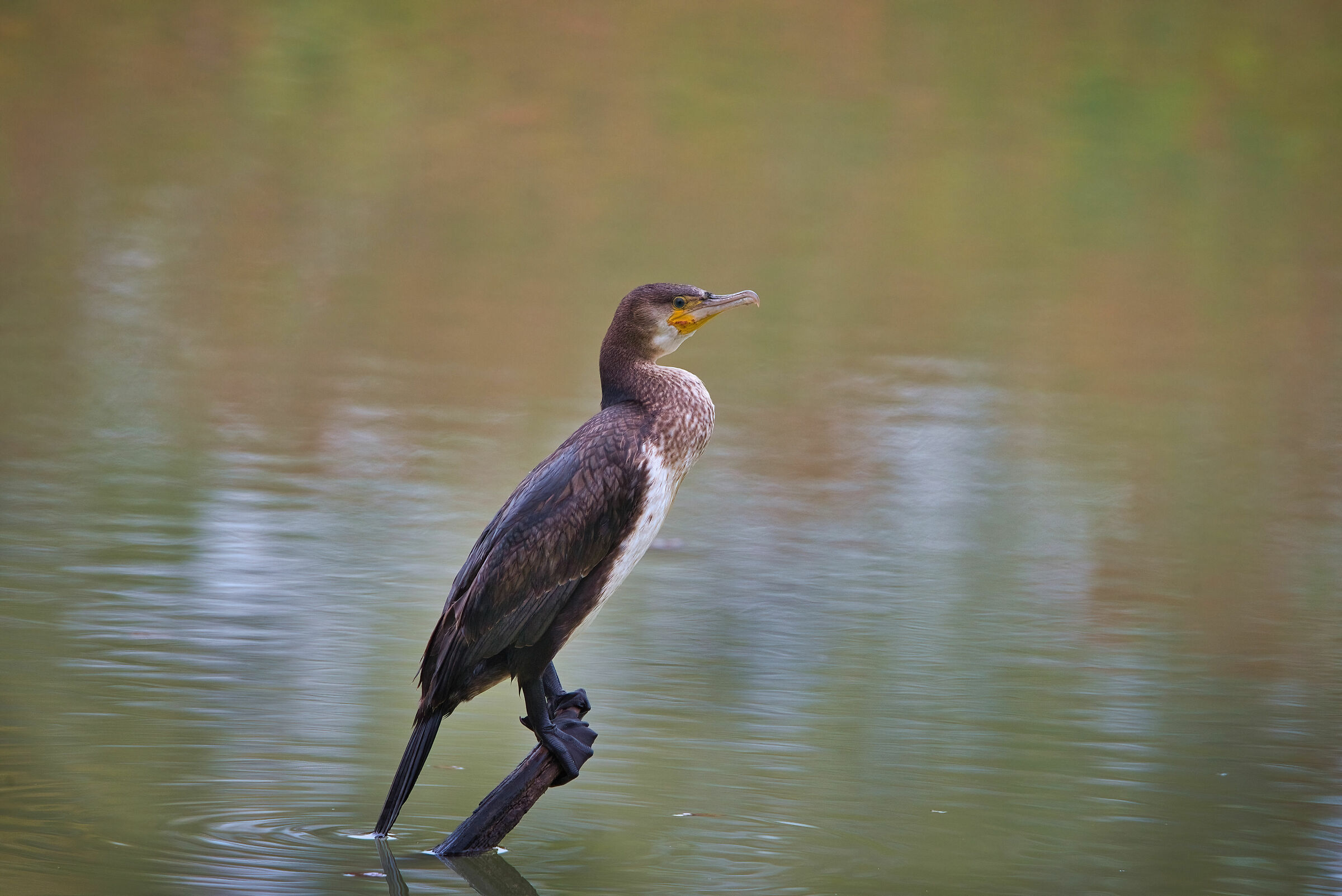 Cormorant