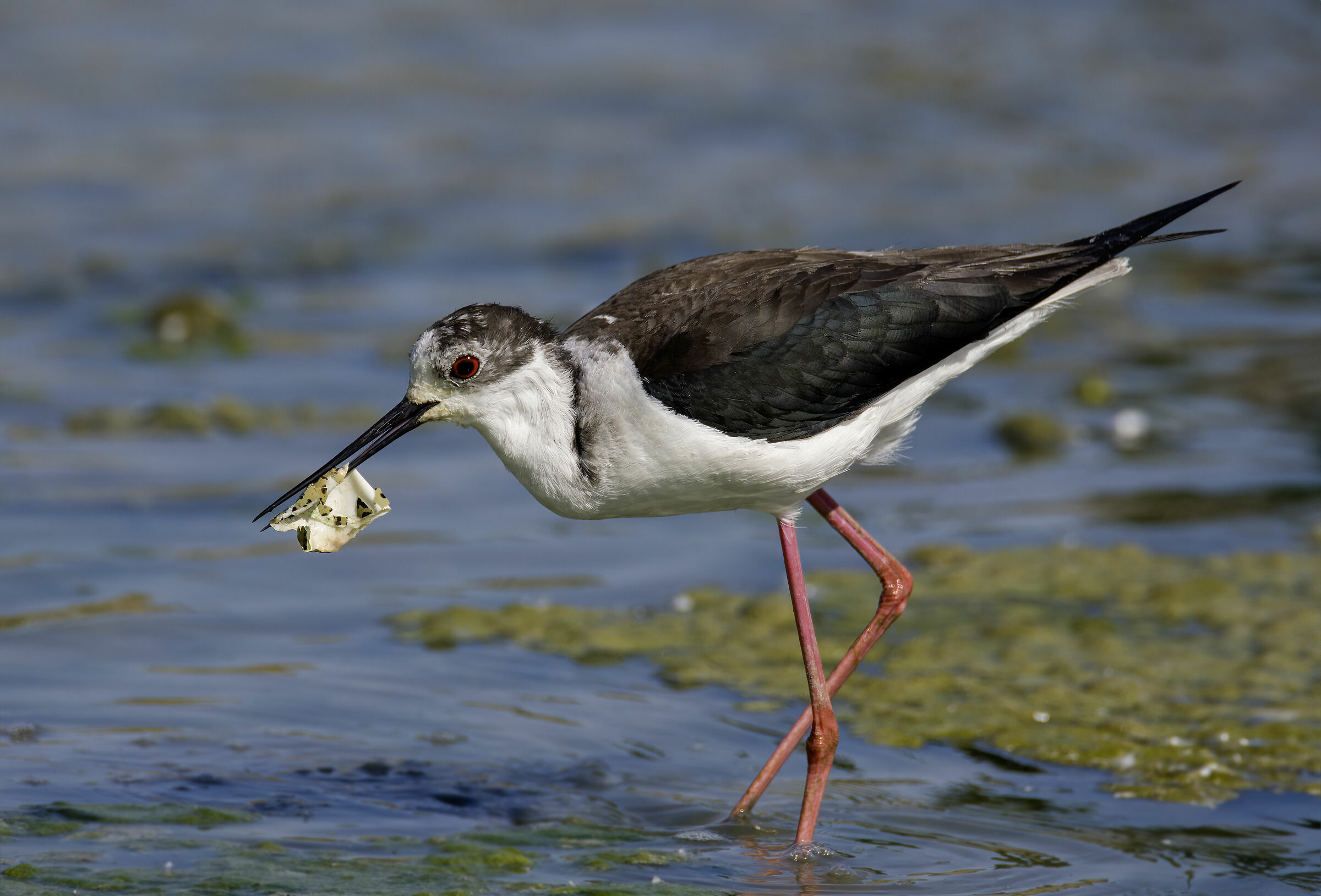 Cavaliere d'Italia che mangia il guscio del suo uovo