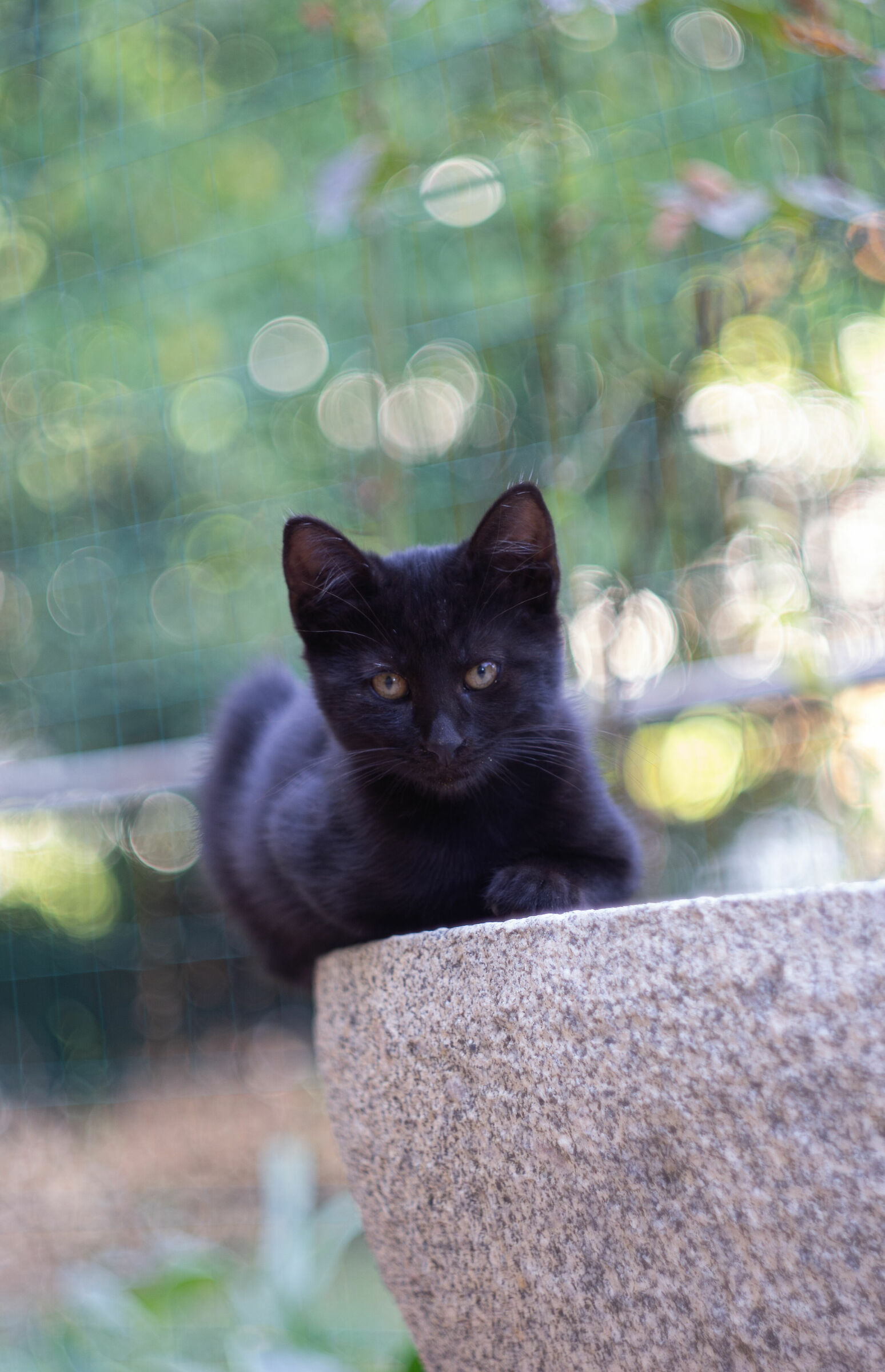 Fratelli gatti helios 44-2 f2 modificato foto 2