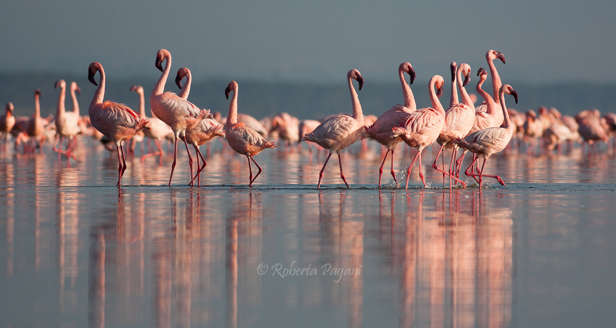 Fenicotteri