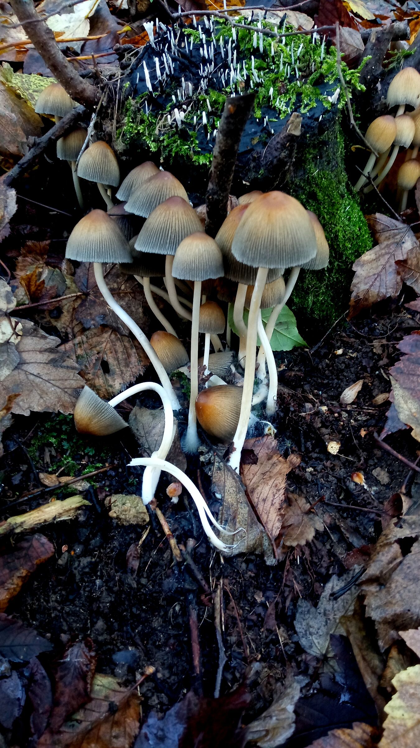 Coprinellus Troncorum