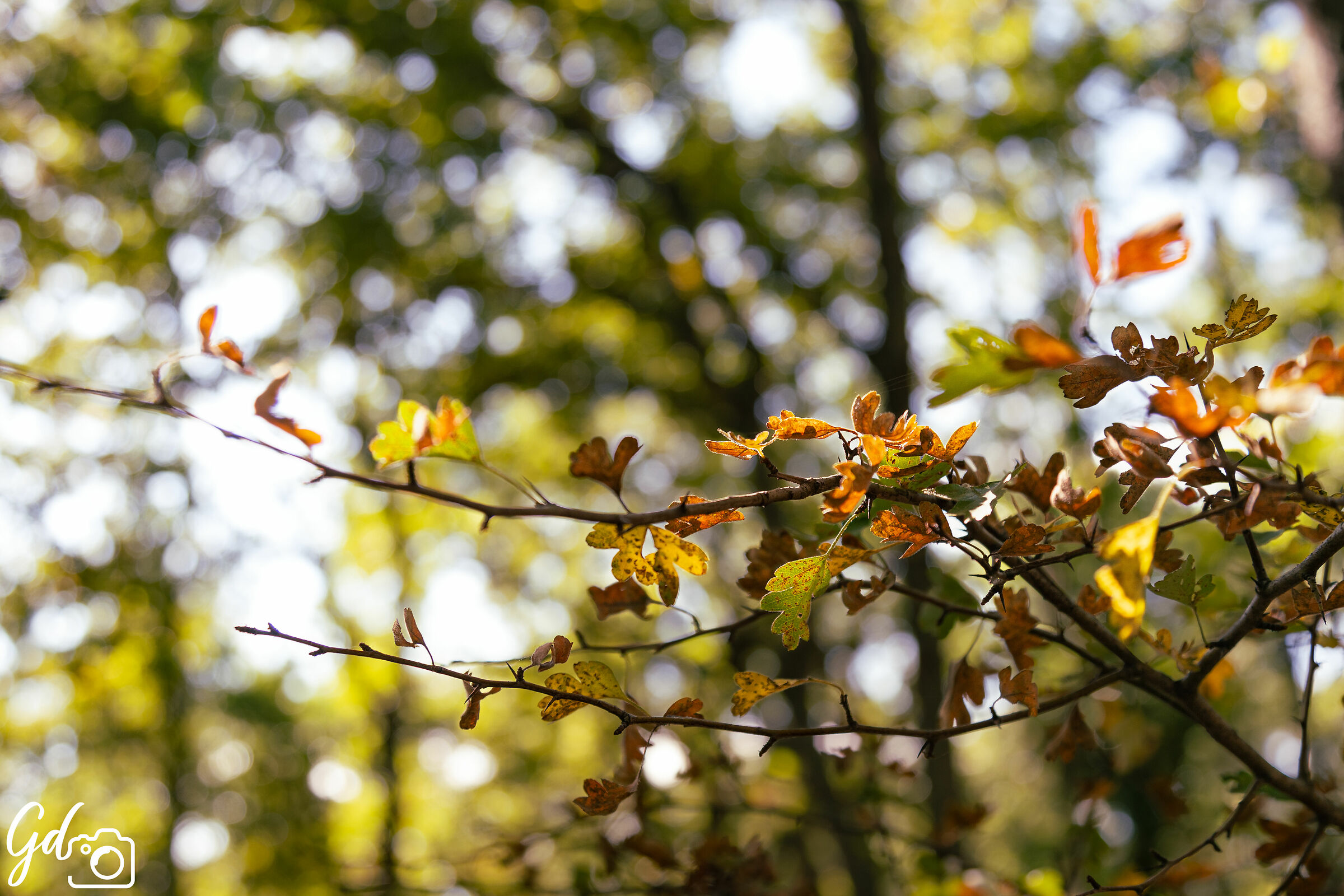 "Classico" ramo autunnale