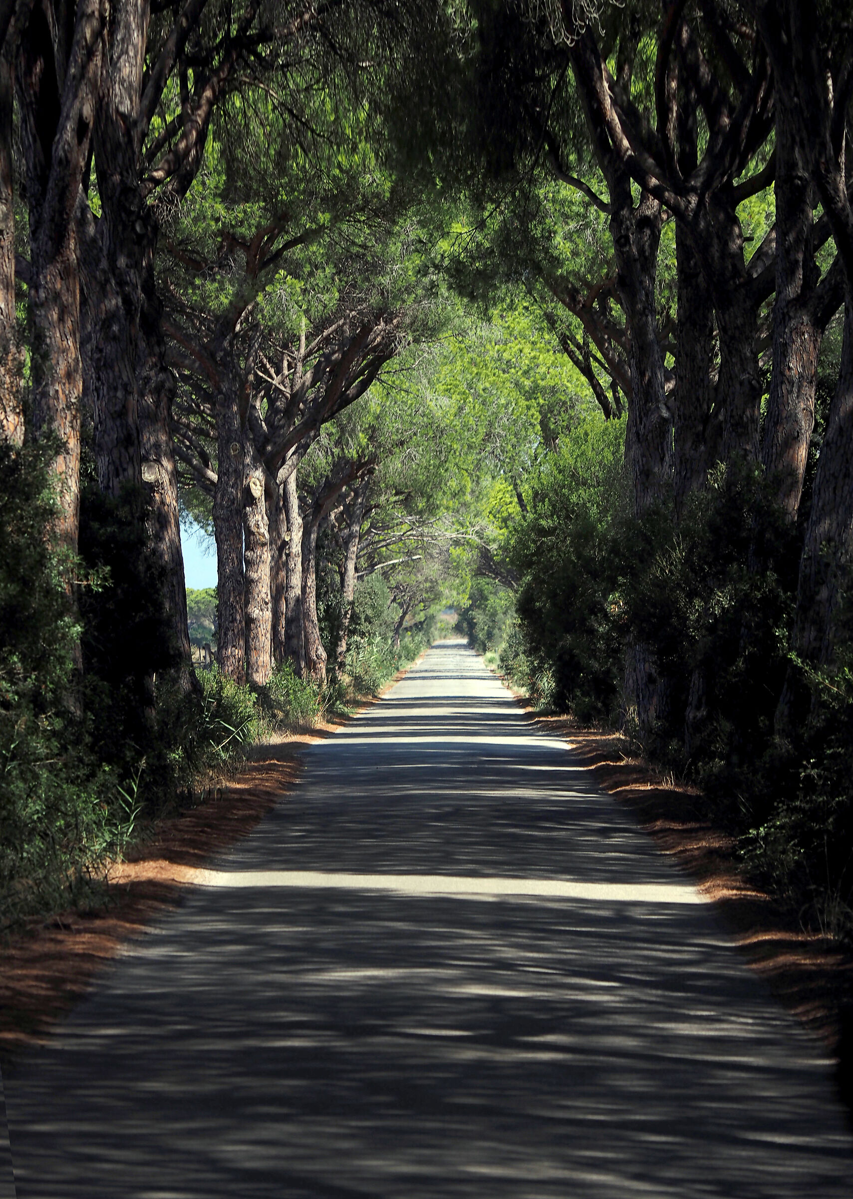 viale maremmano