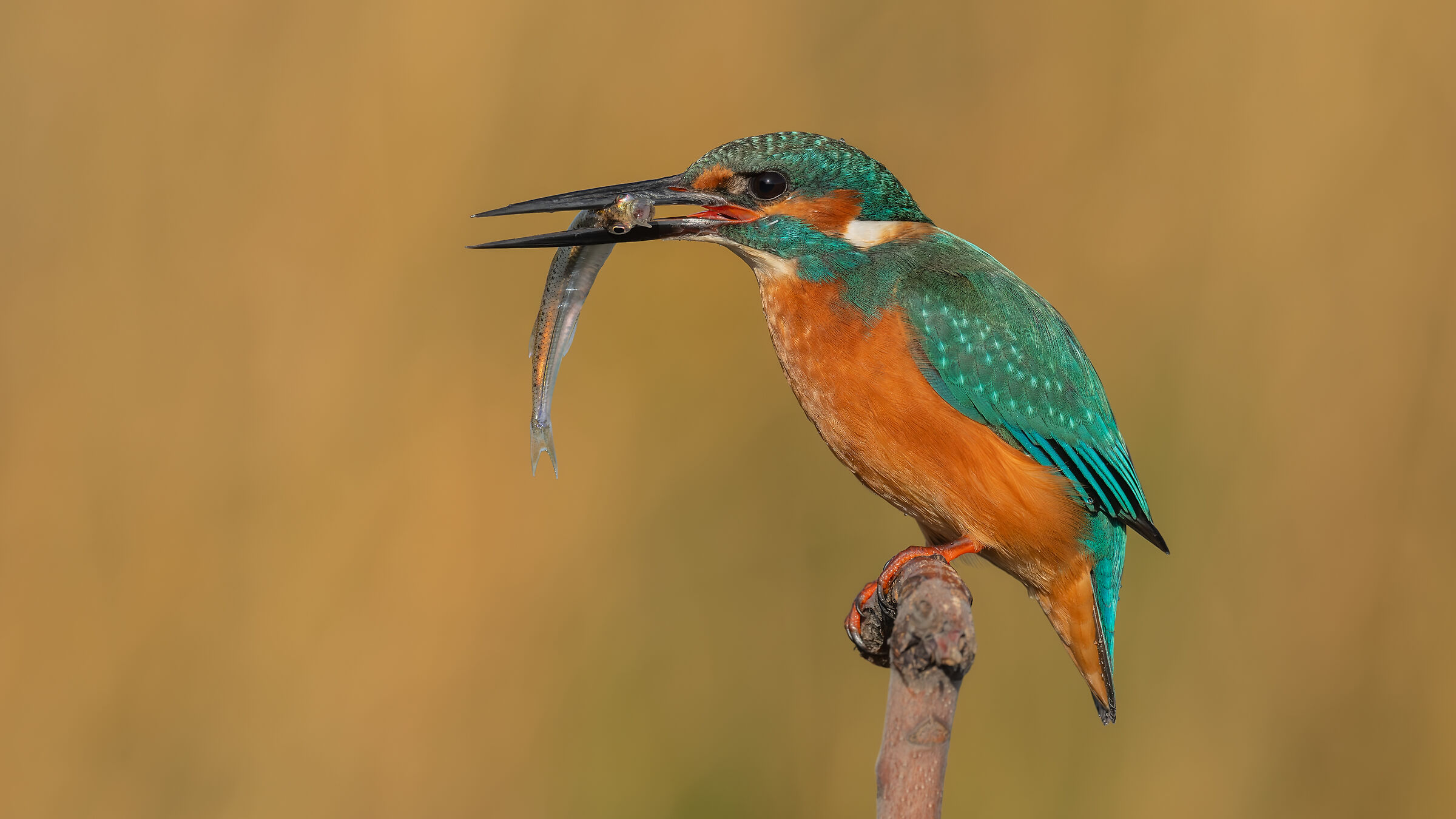 Alcedo atthis » Common Kingfisher