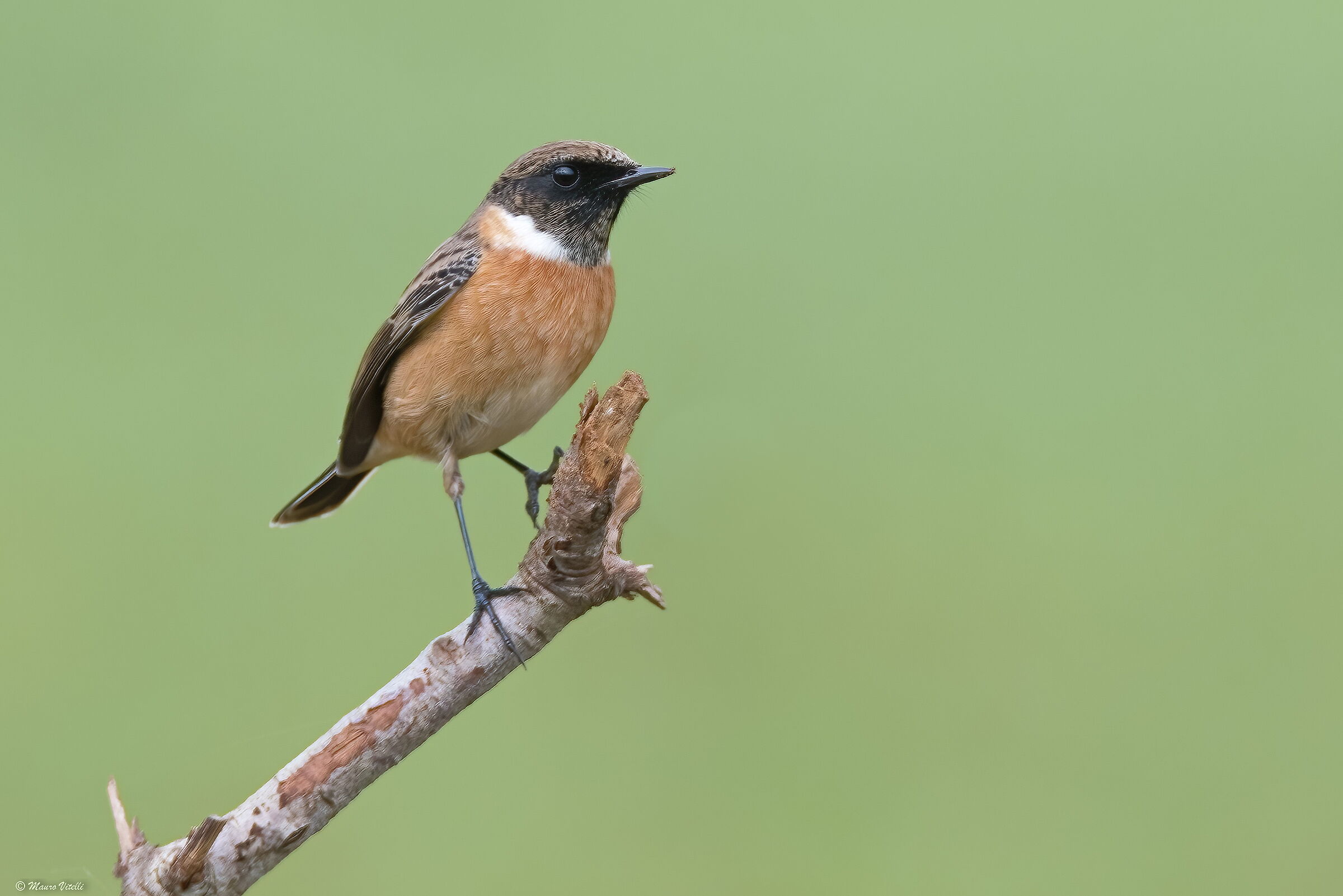 Saltimpalo (Saxicola torquatus)