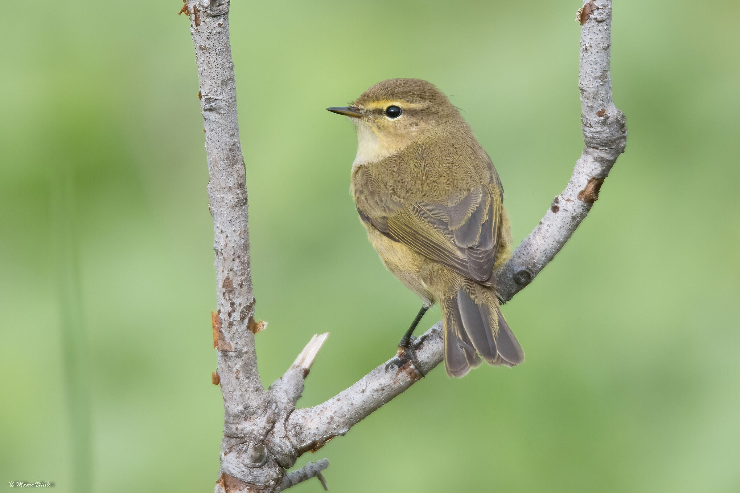 Little Warbler (Phylloscopus collybita)