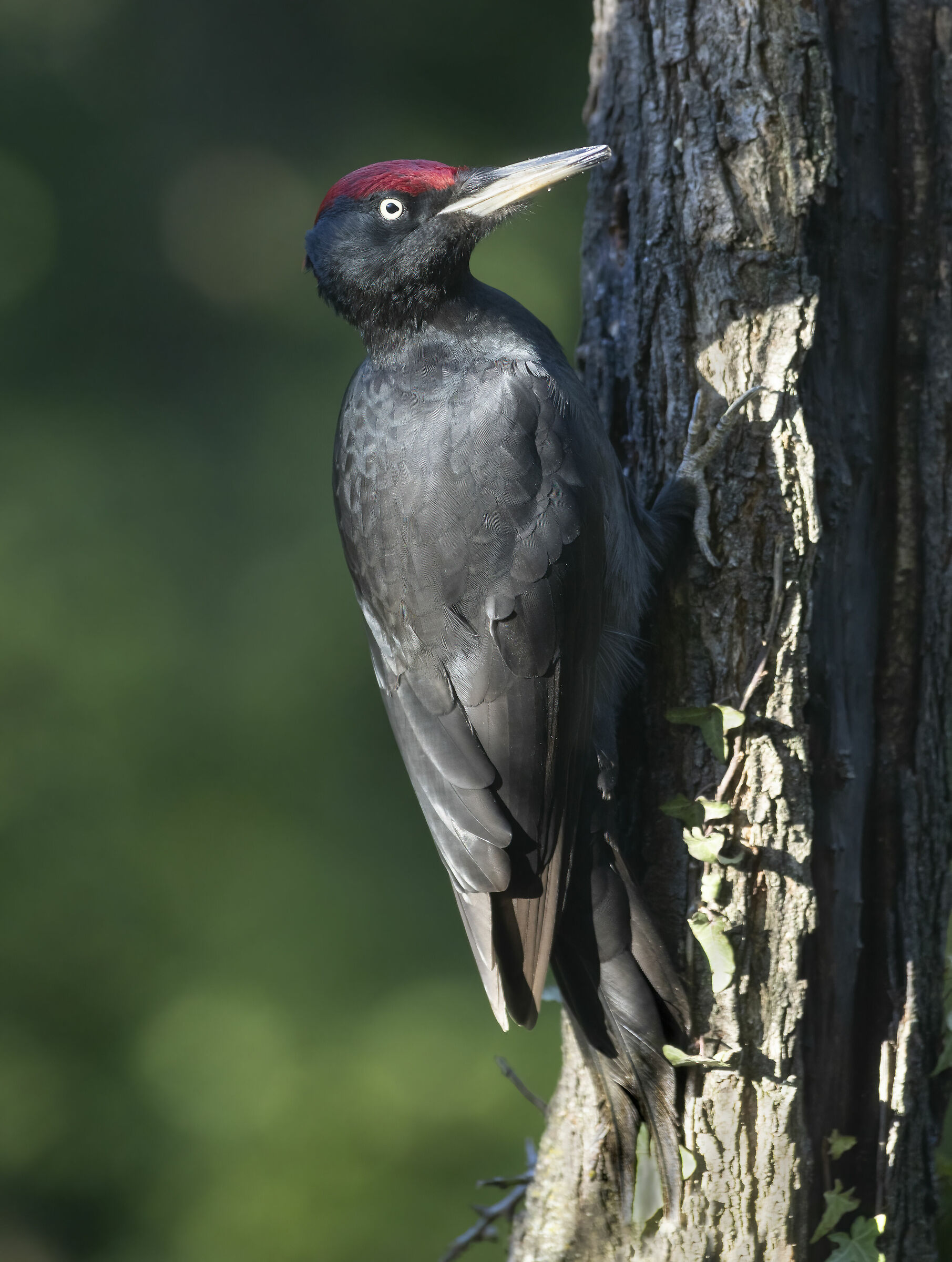 il picchio nero che ti guarda