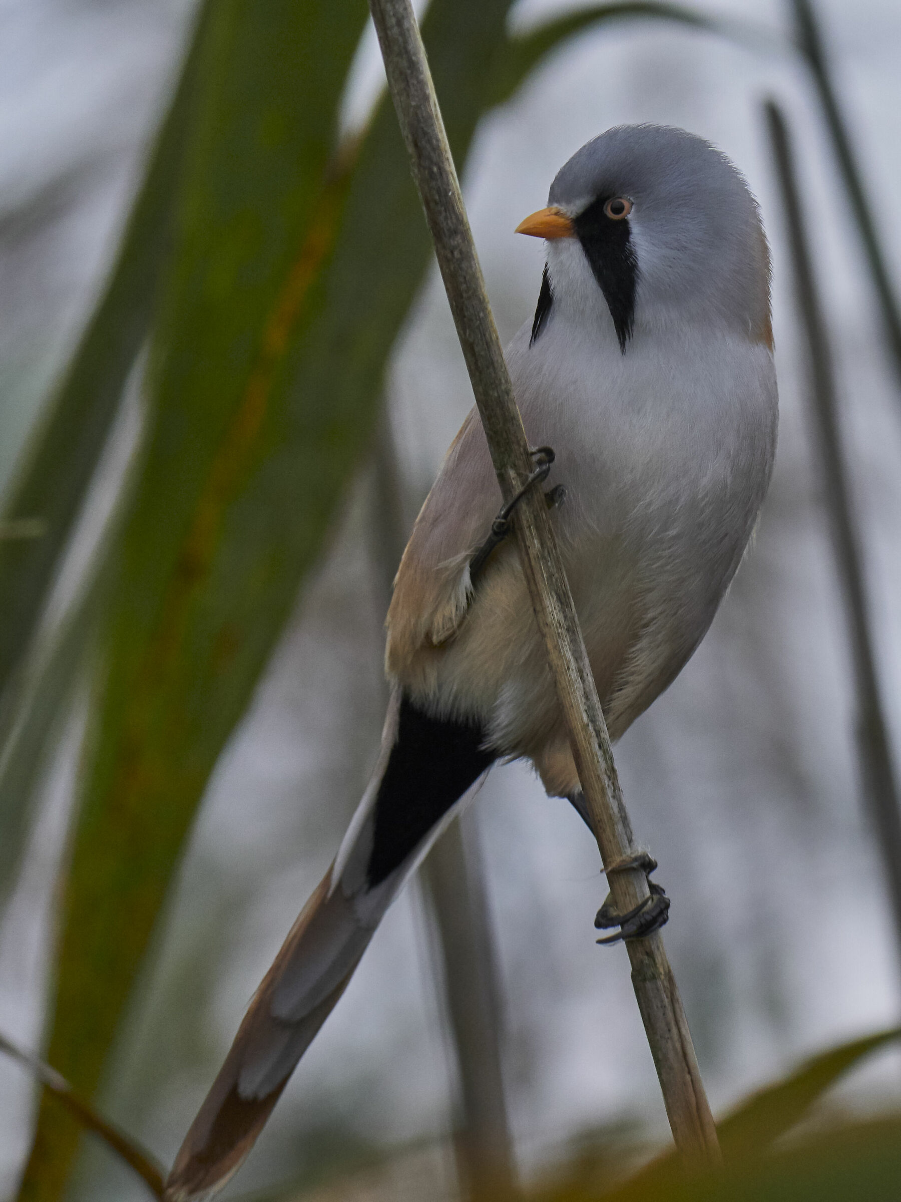 Bearded Tit ( Panurus biarmicus )