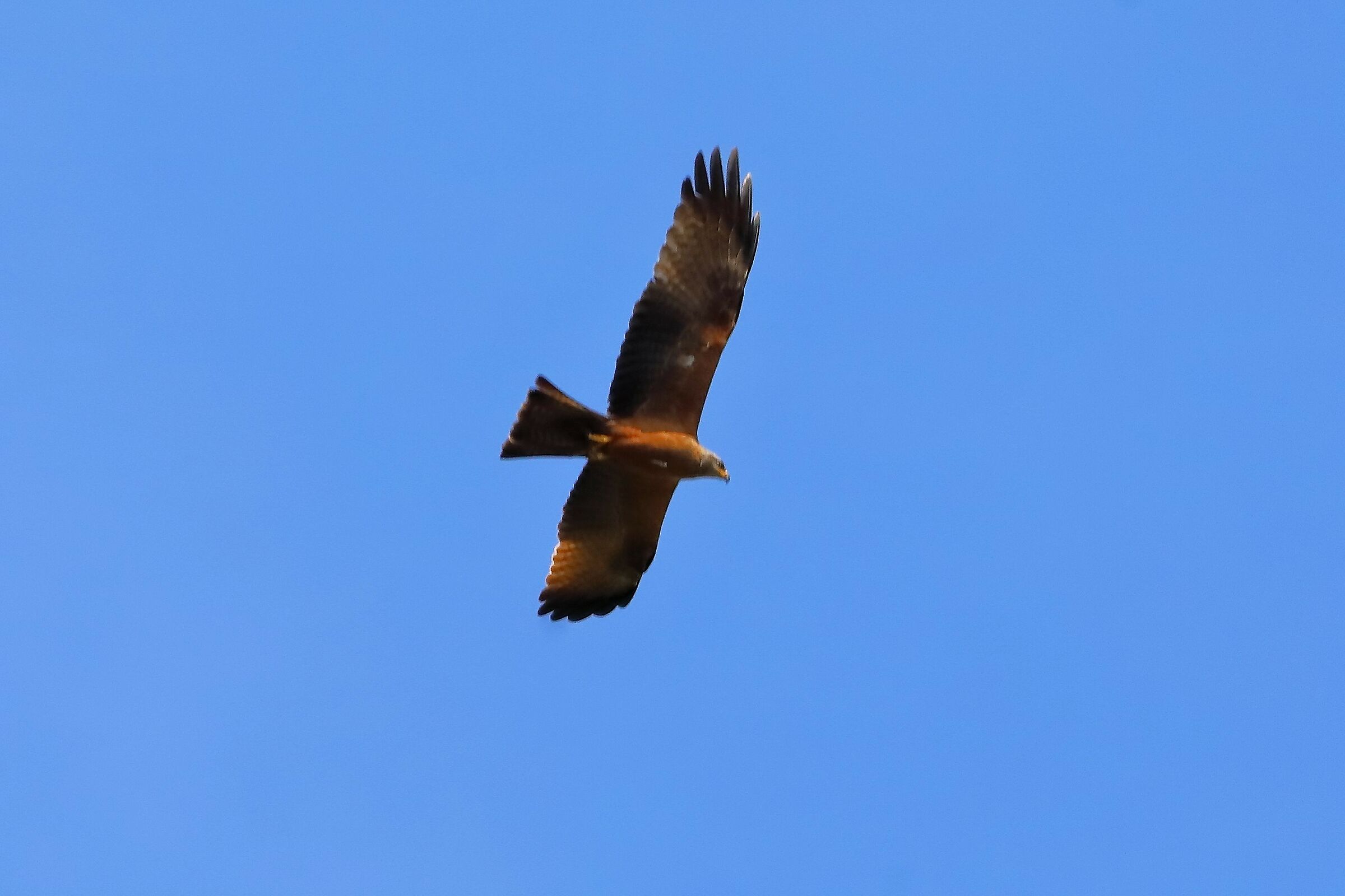 Black Kite 08-06-2023