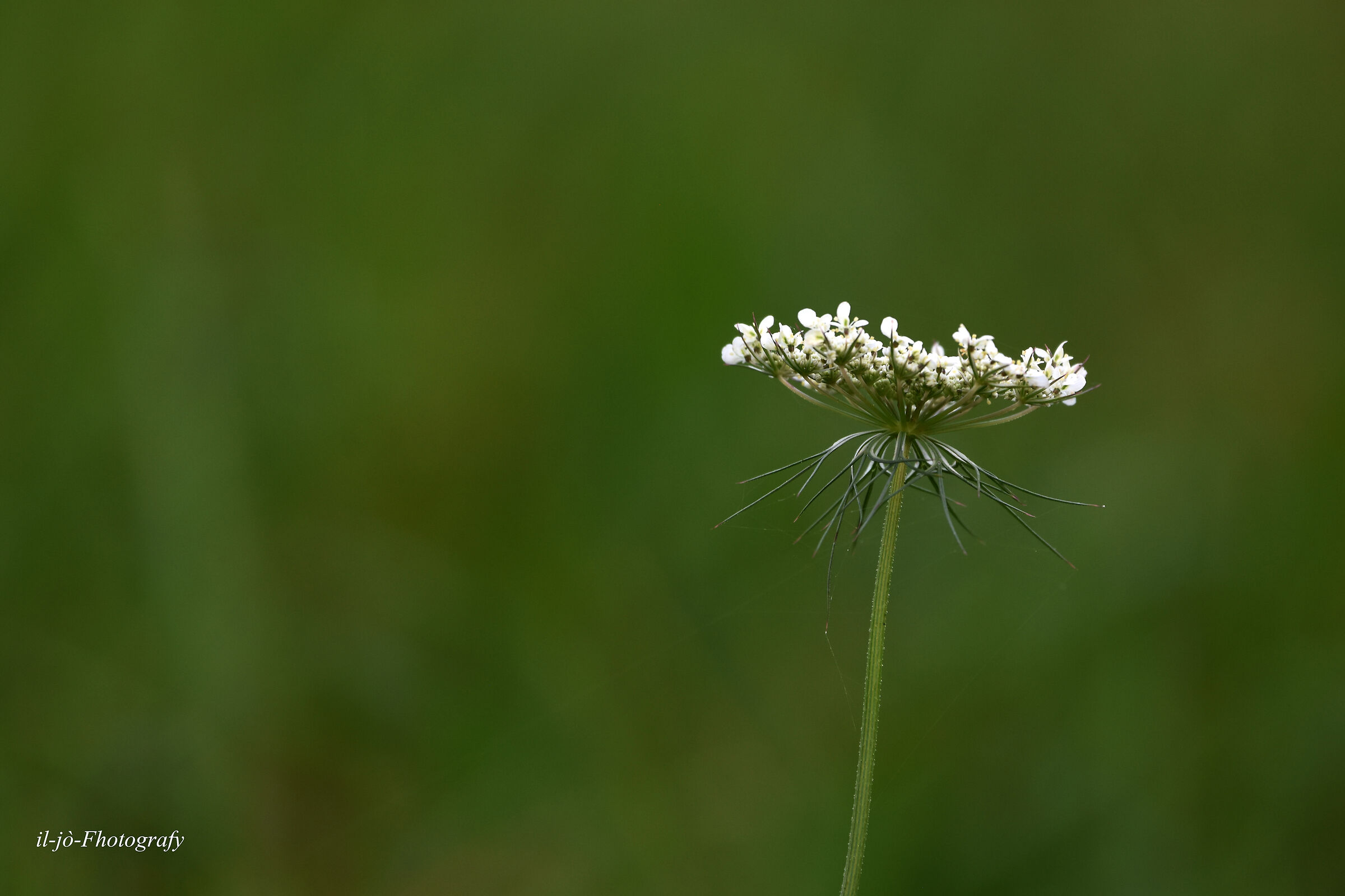 Untitled Photo