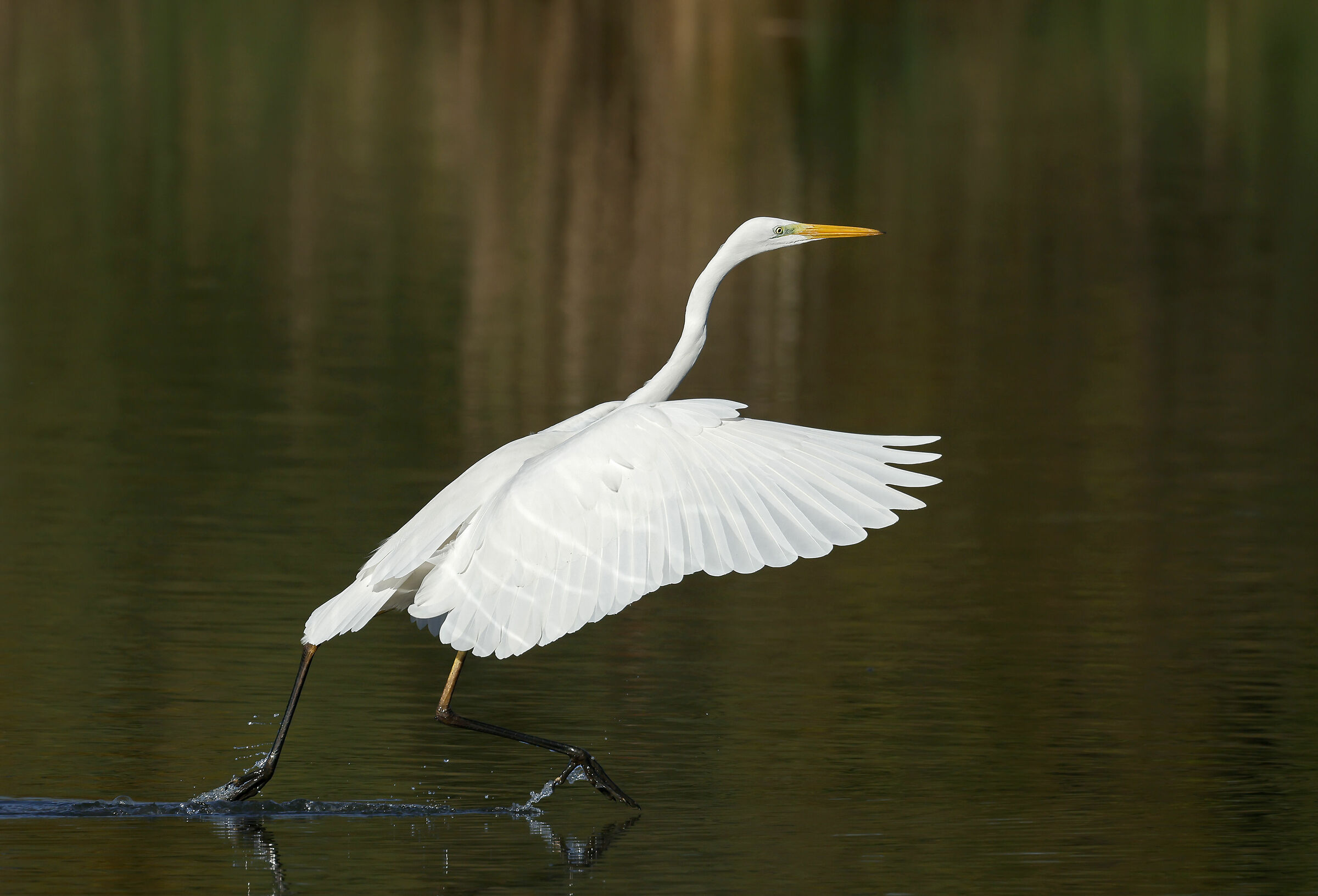 "Hopping on the water..."