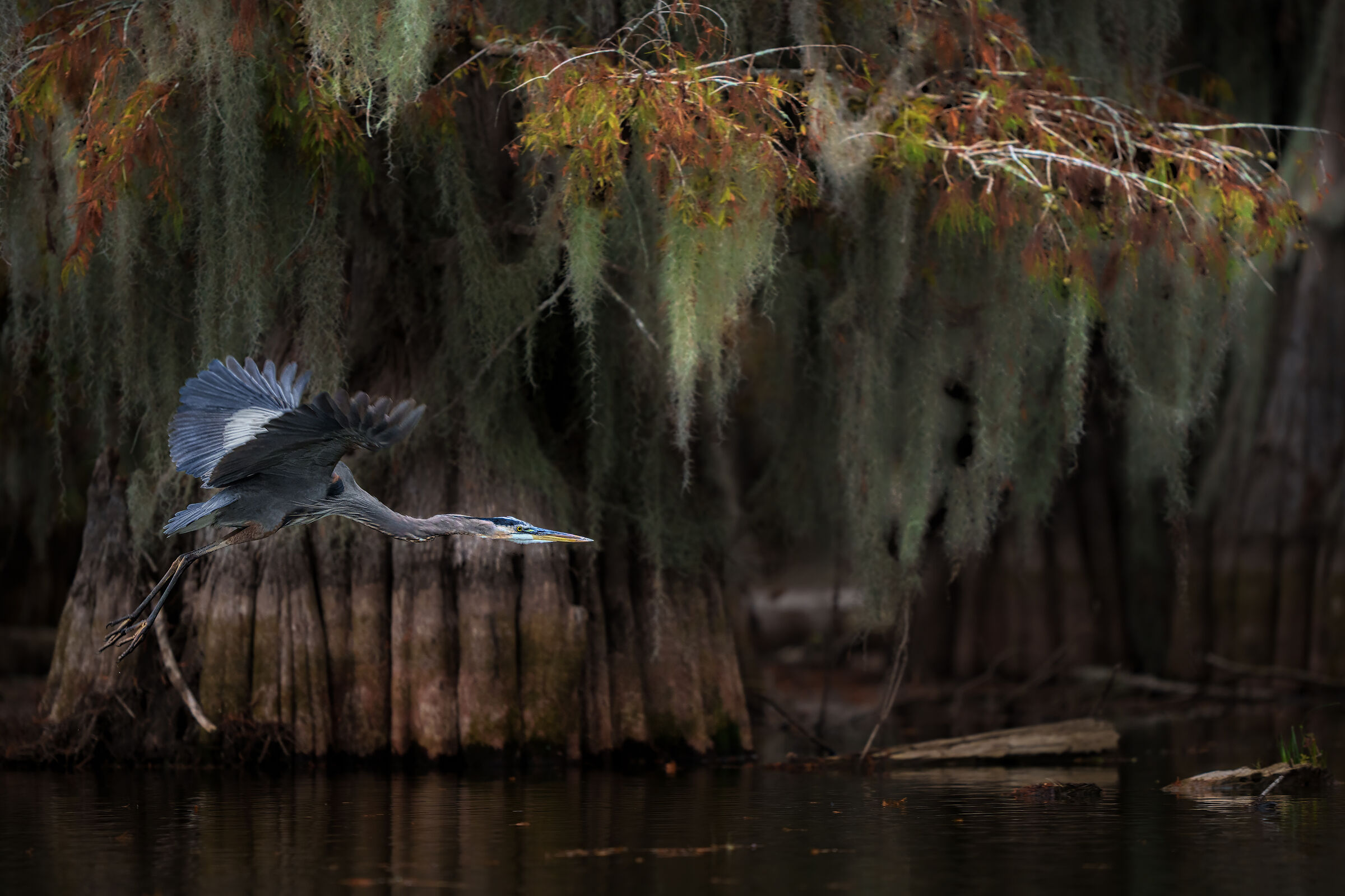 airone blu all'alba  Louisiana USA  novembre 2022