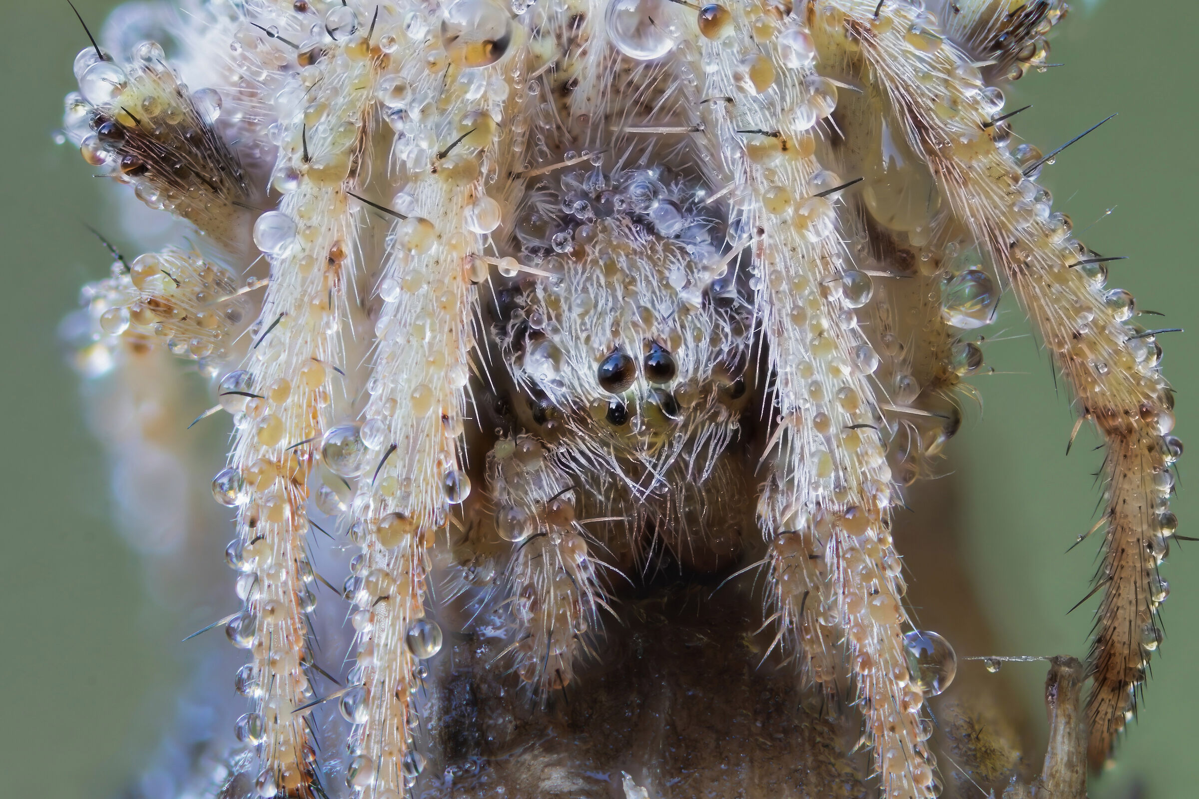 The spider with glasses