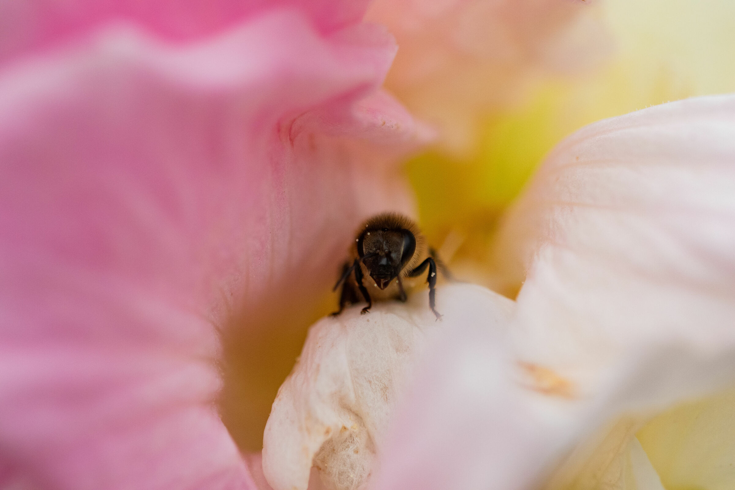 Bee in Hibiscus flower