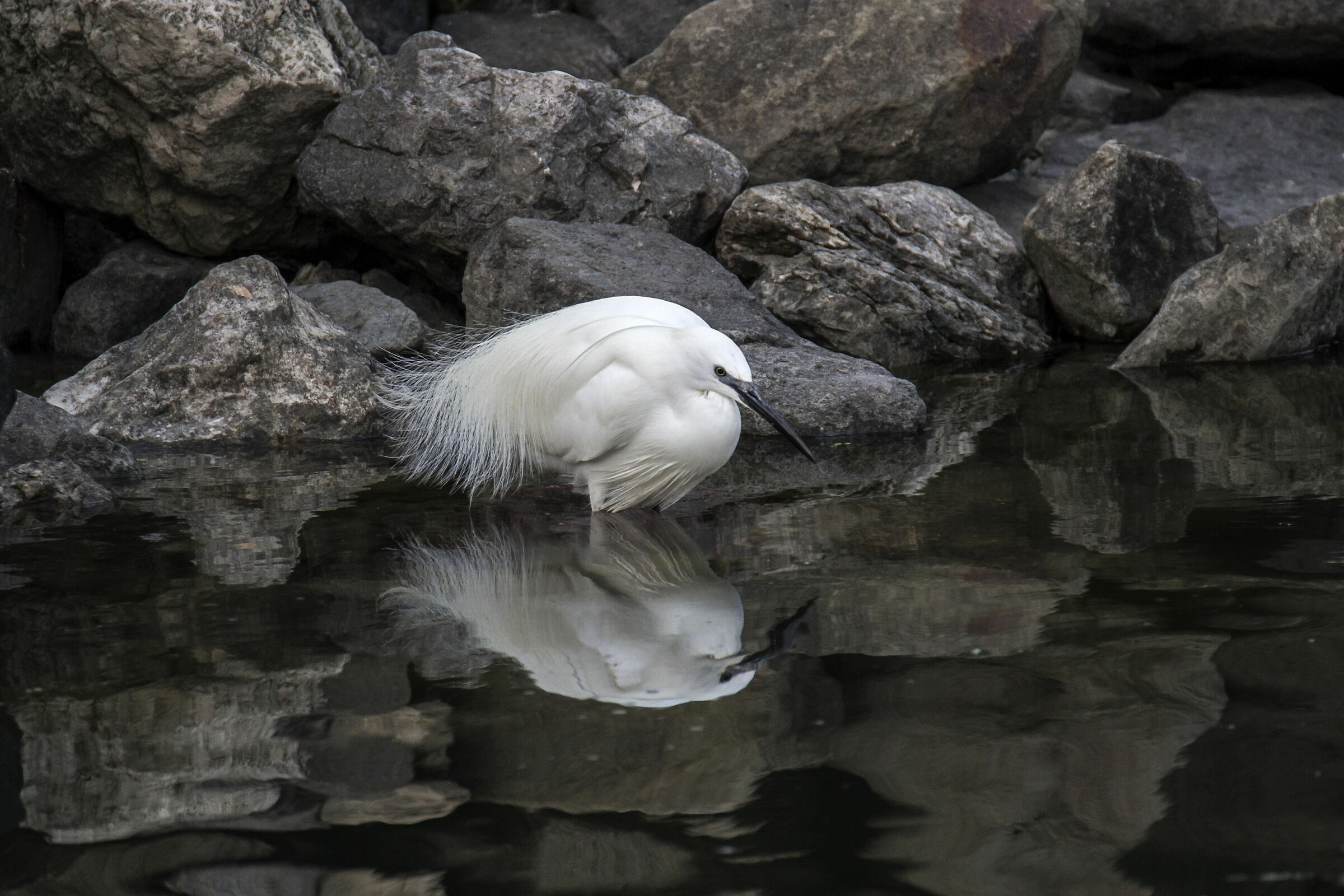 #egrettagarzettalinnaeus a Comacchio