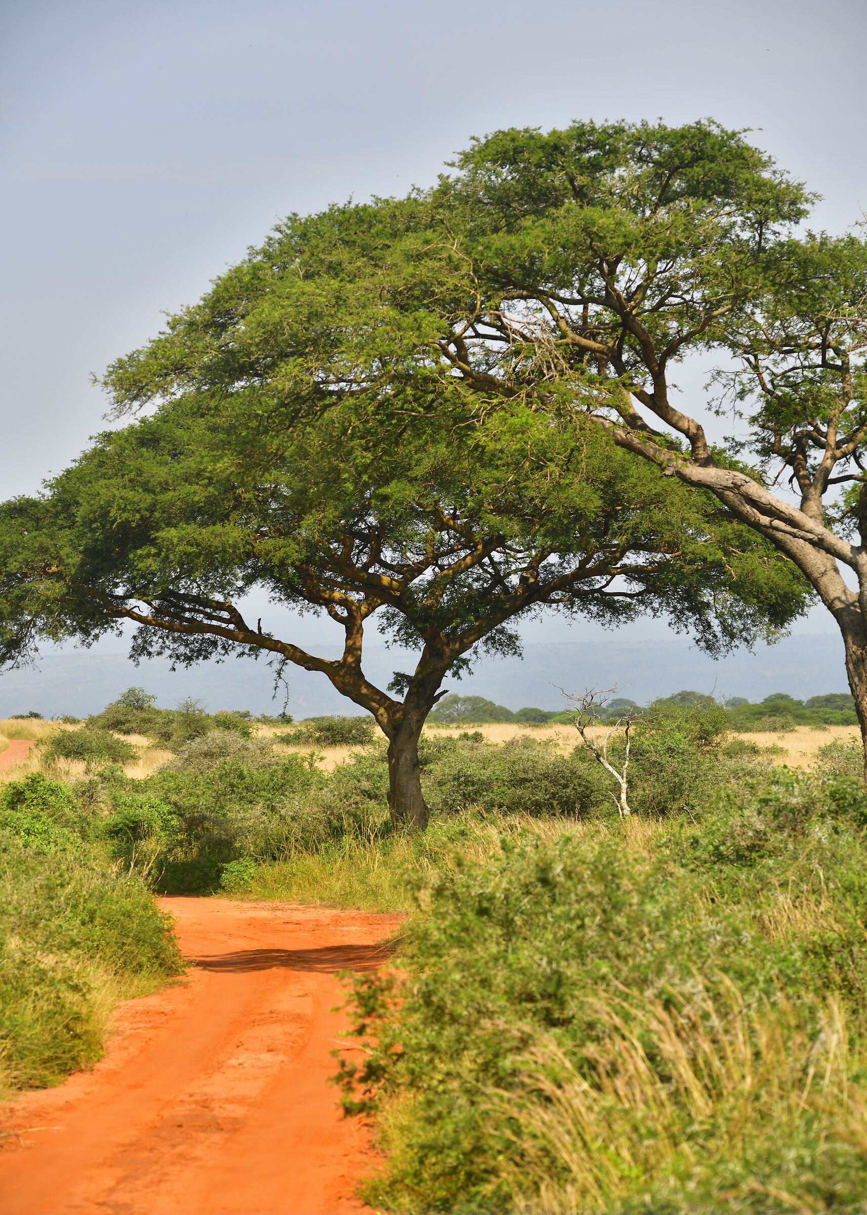 Jeep in savana