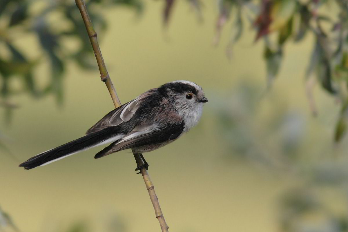 Long-tailed Tit