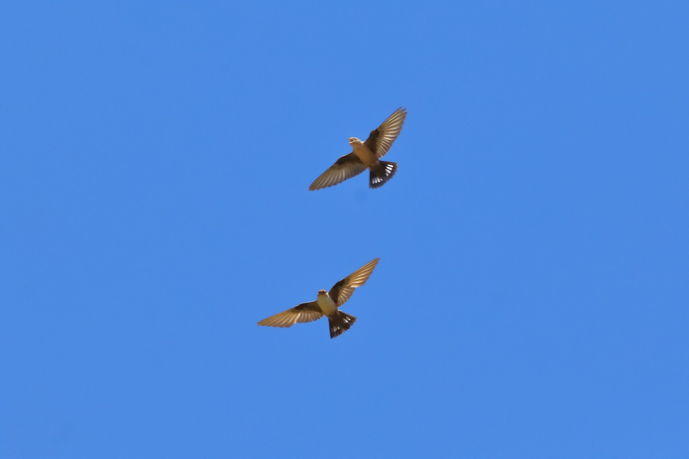 Mountain swallows 24-06-2023