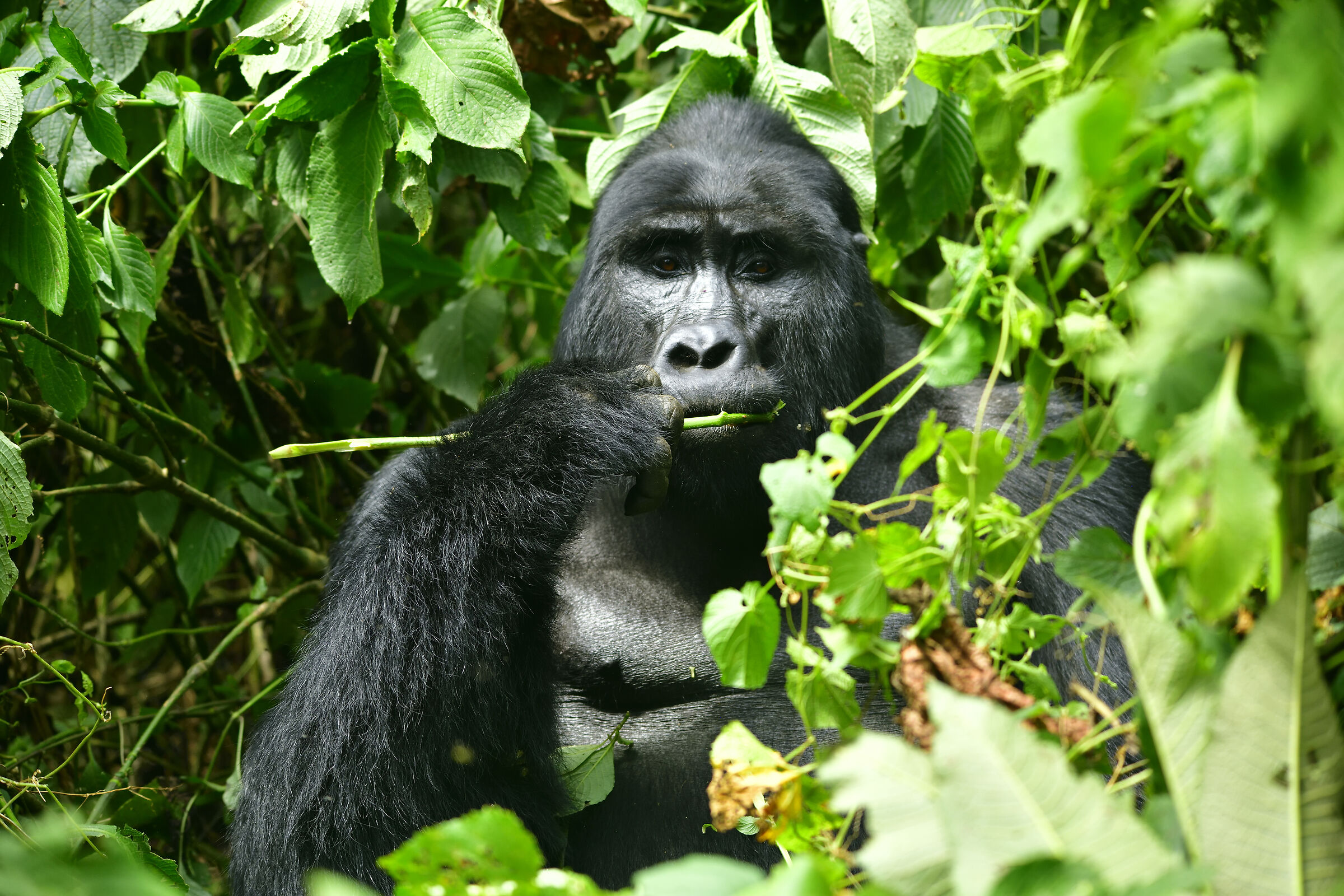 Silverback
