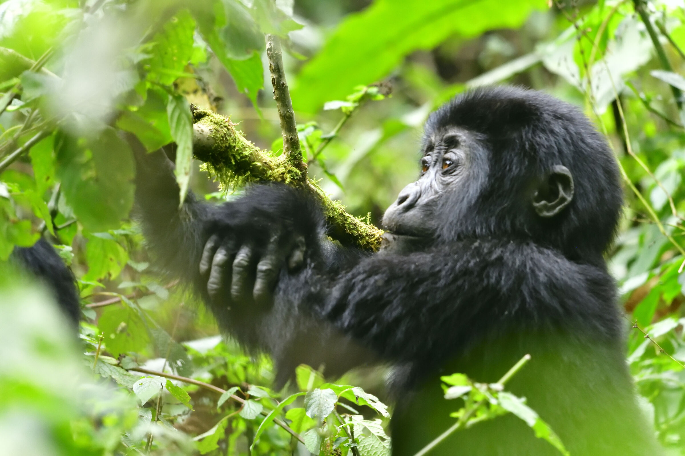 Baby gorilla