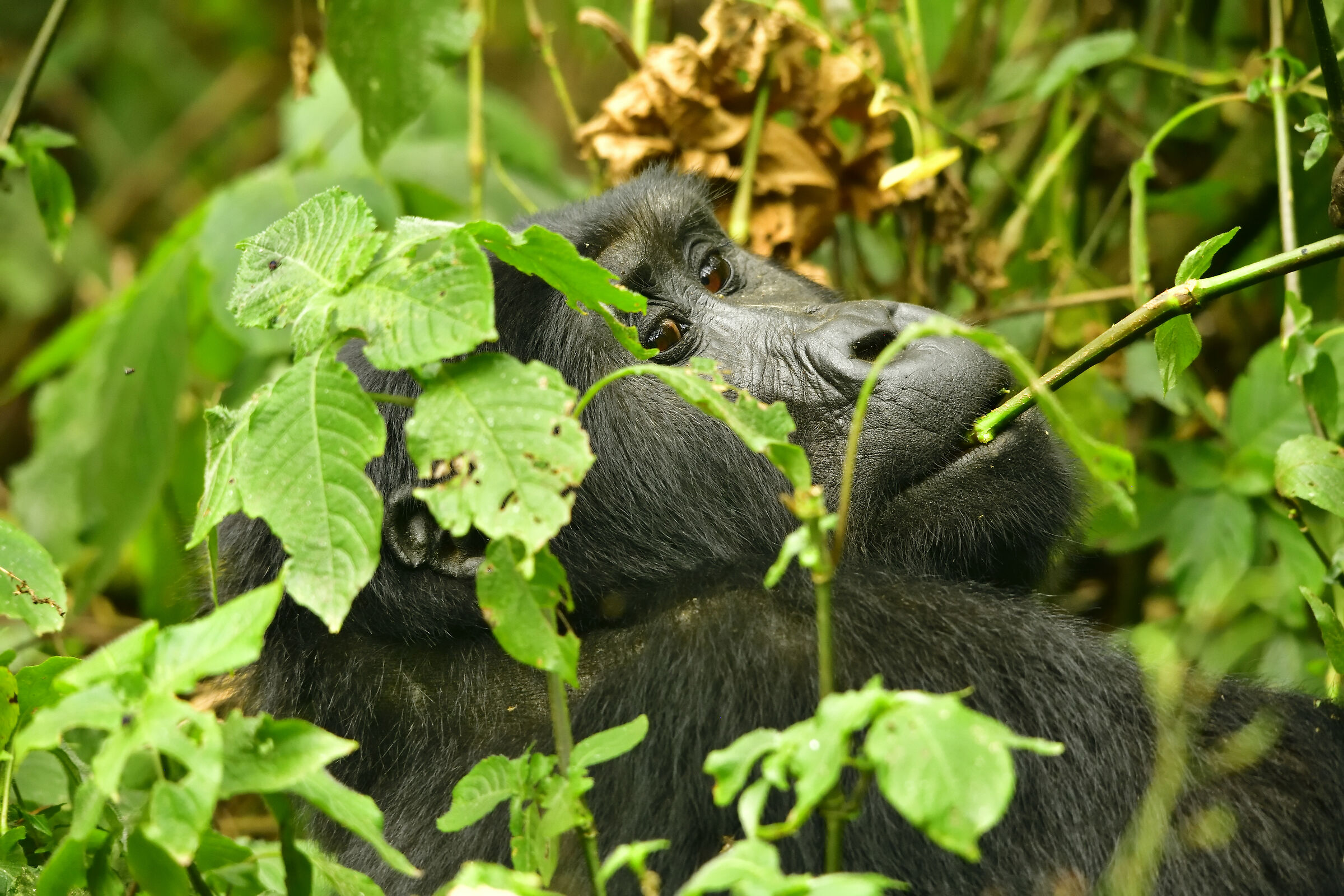 Gorilla