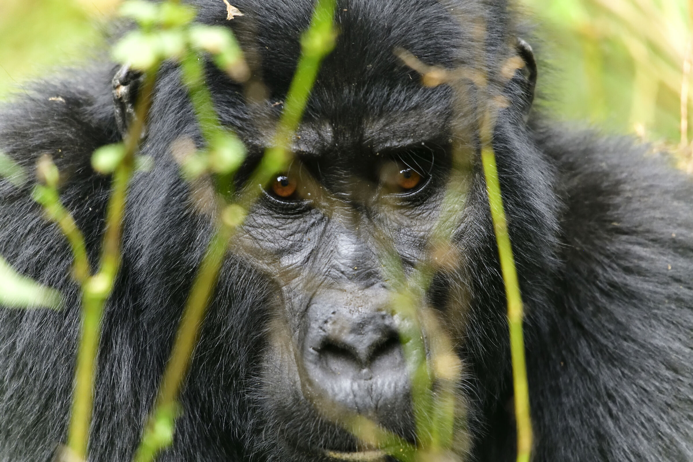 Gorilla