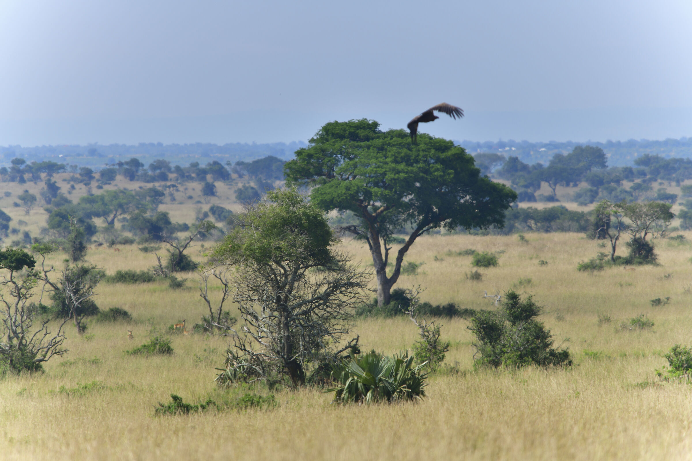 Savana