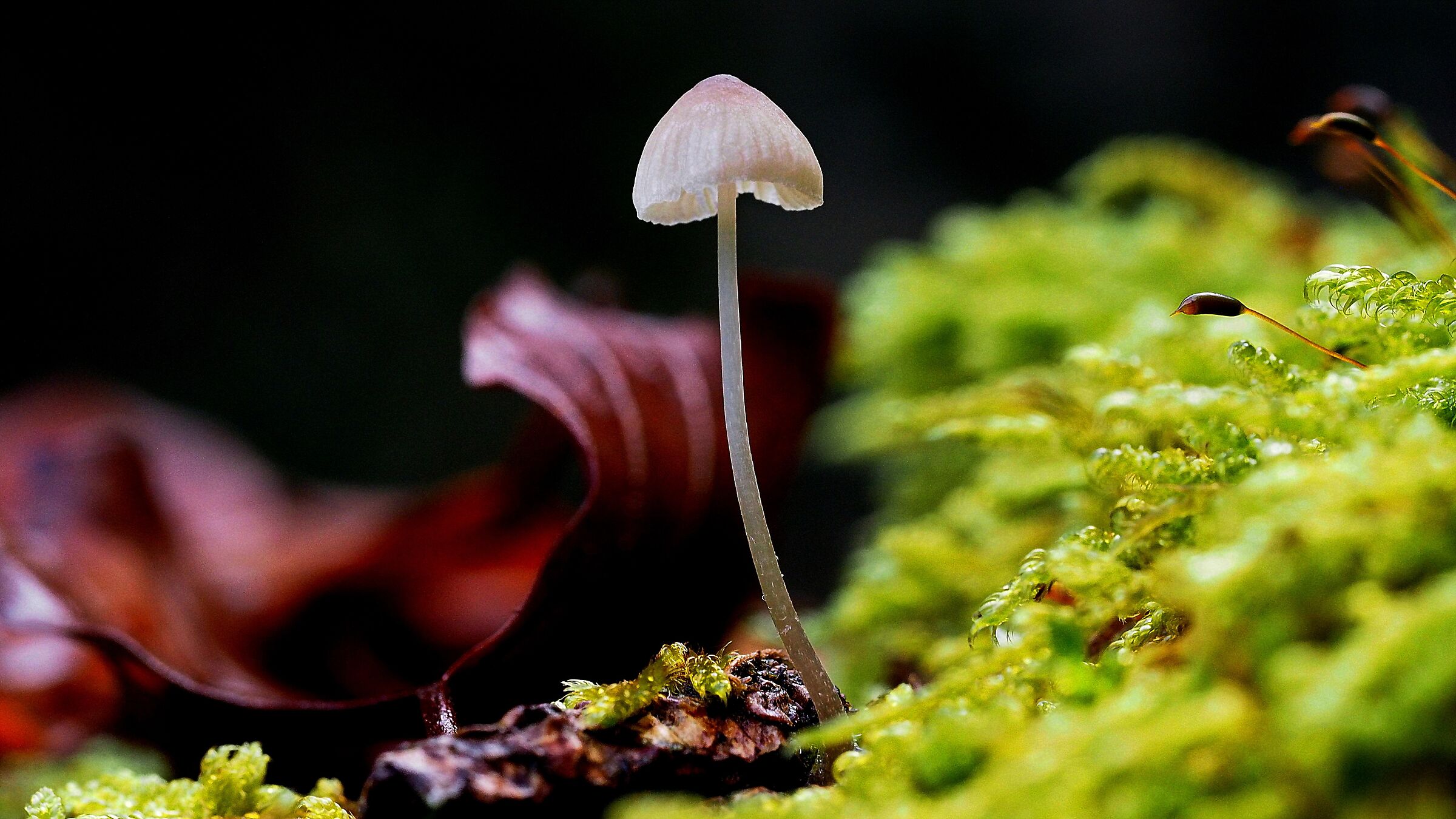 Delicato decompositore