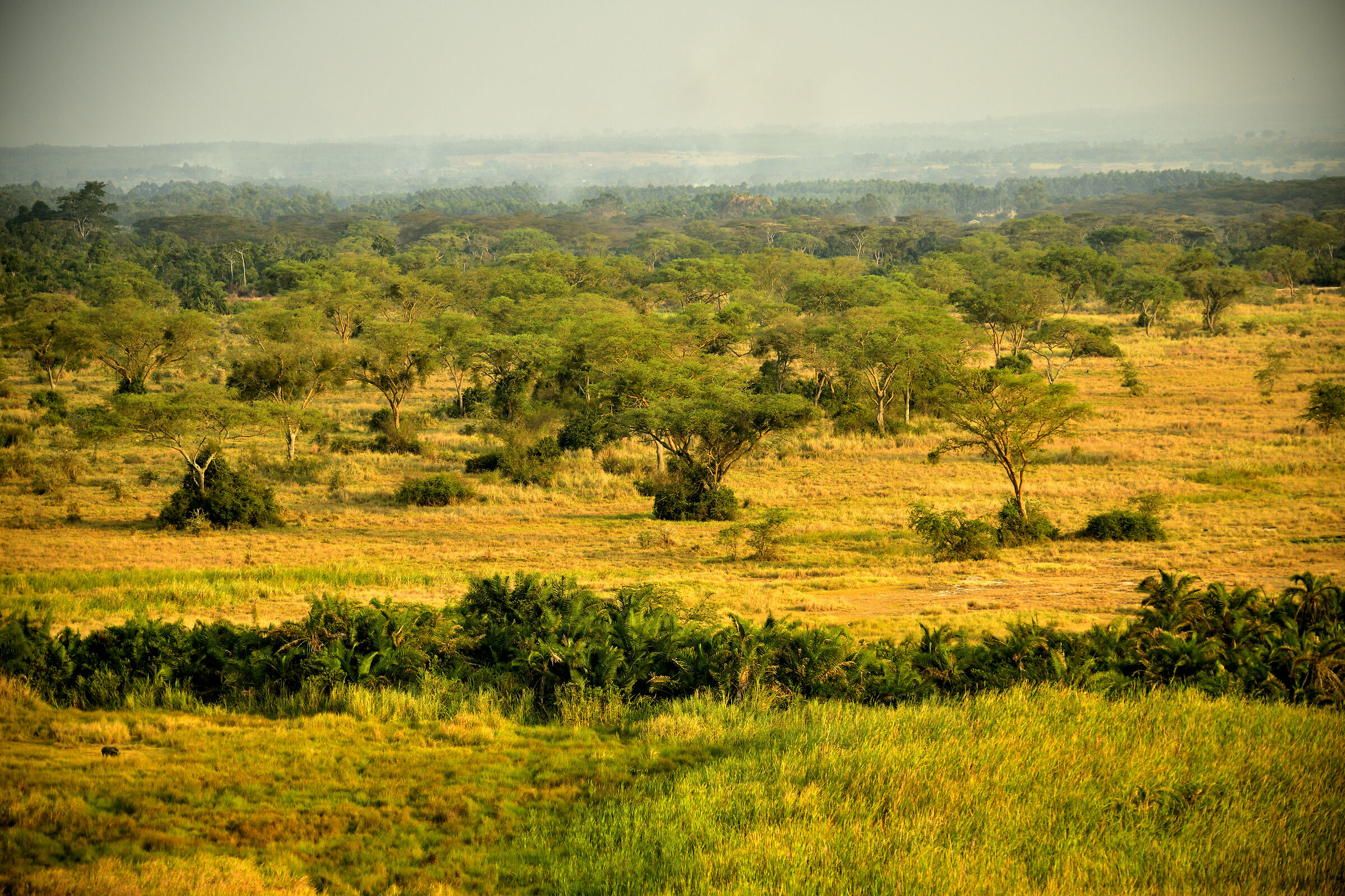 I colori della savana