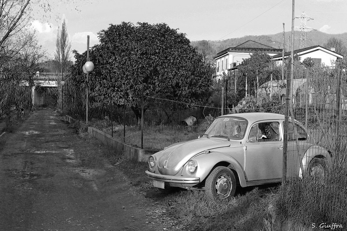 Maggiolino nei prati