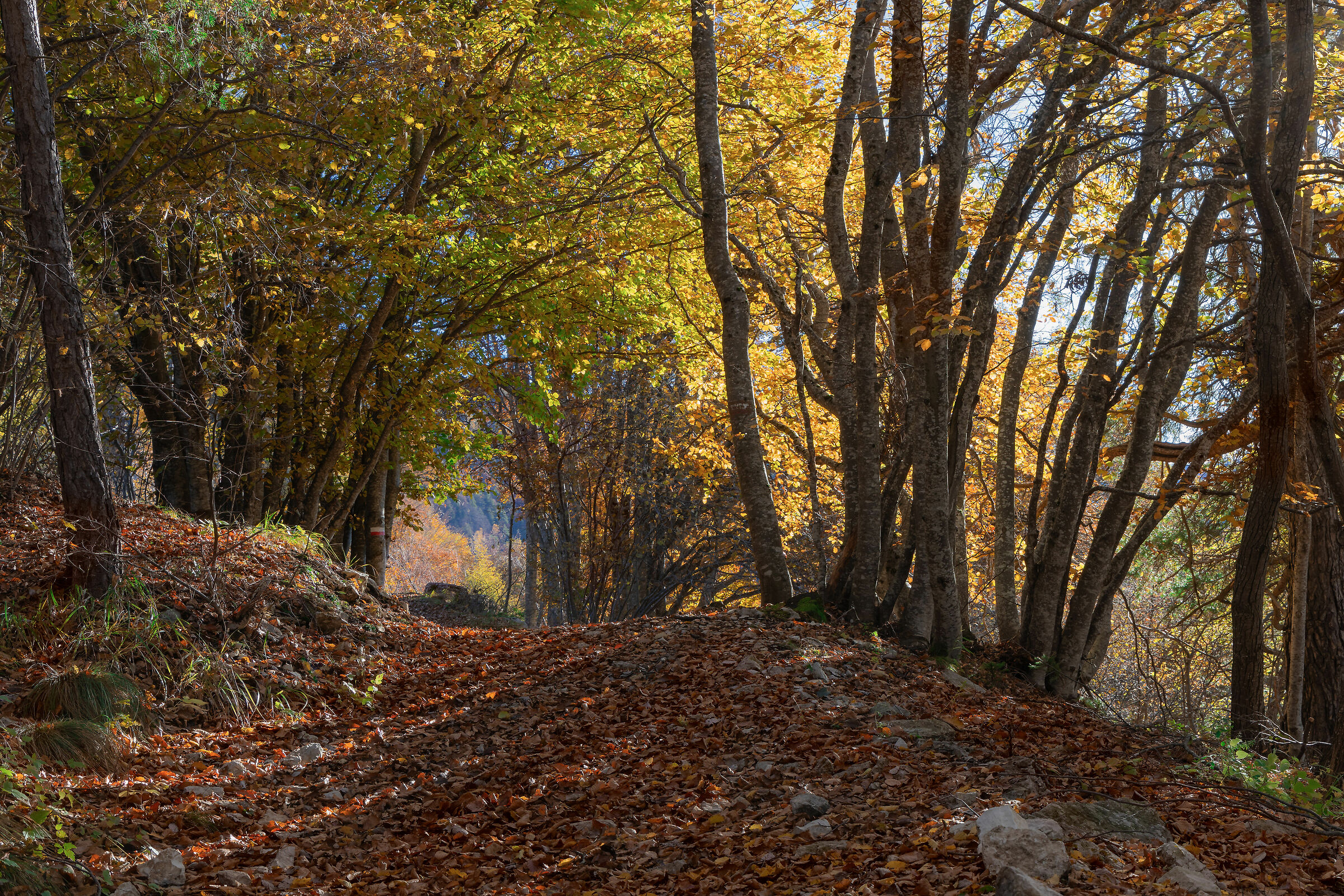 ... Plateau trails...