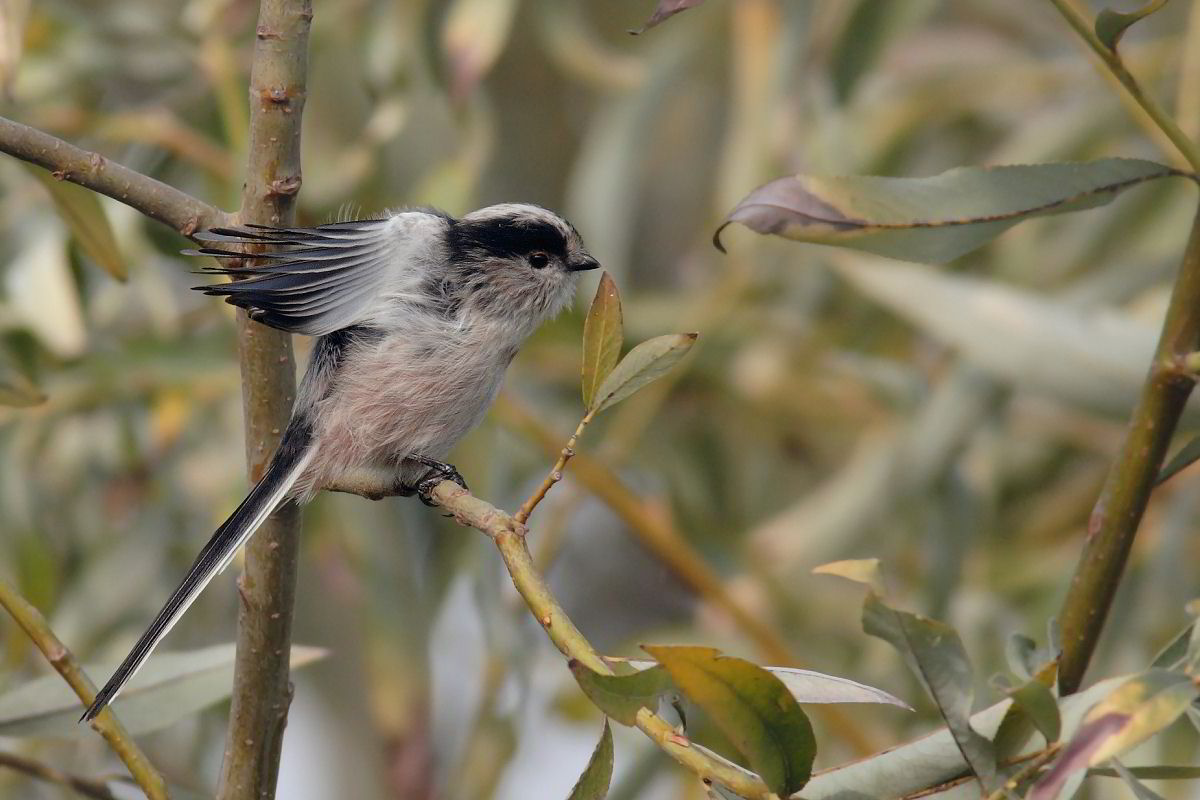 Long-tailed Tit