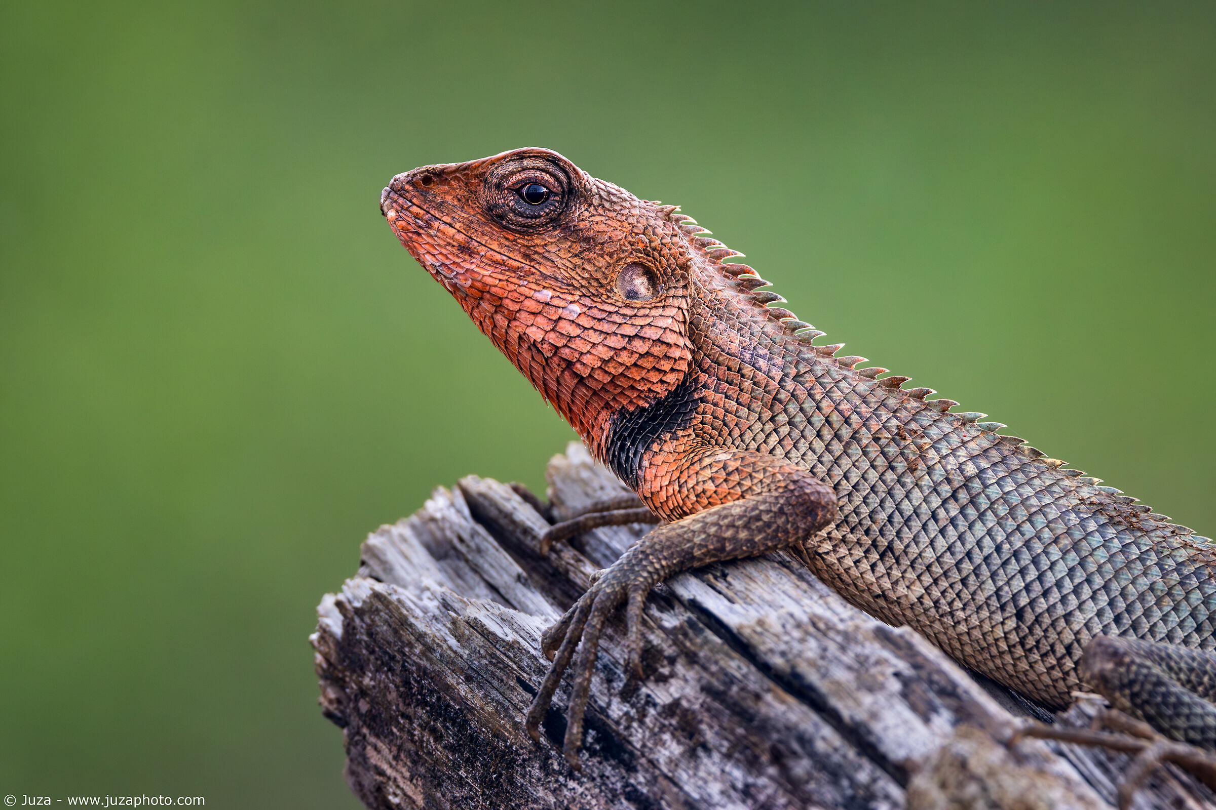 Calotes versicolor in red