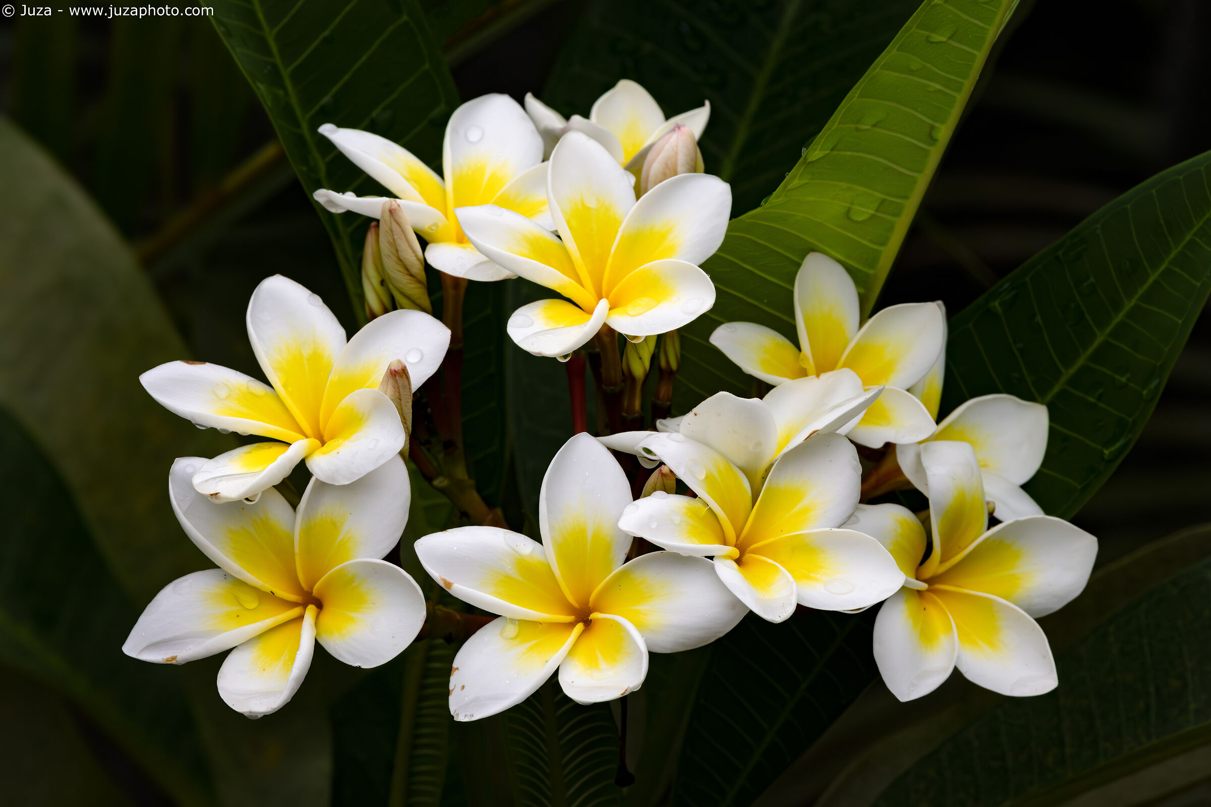 Frangipani Flowers