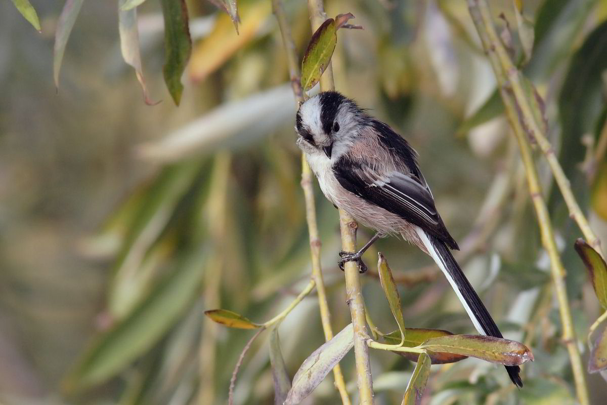 Long-tailed Tit