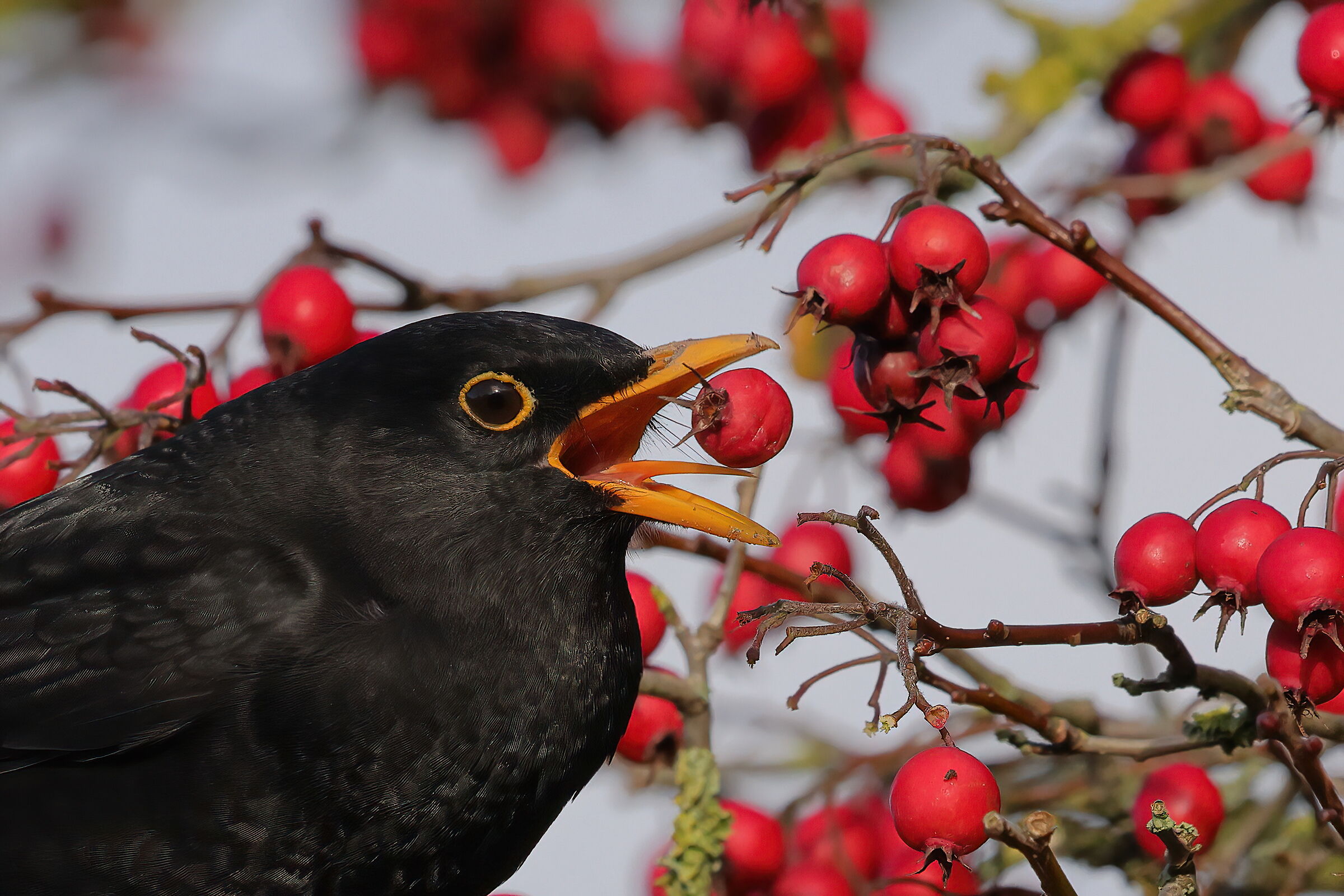 Sulla punta della lingua