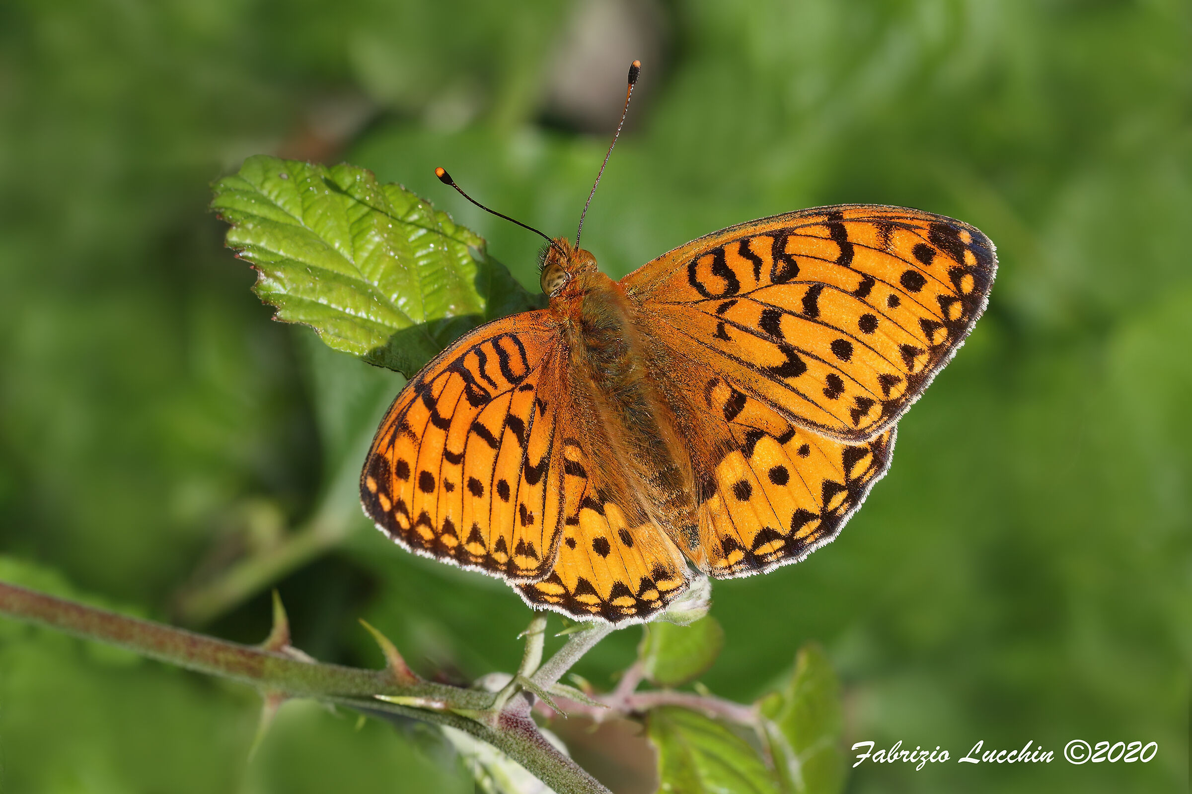 Argynnis aglaja