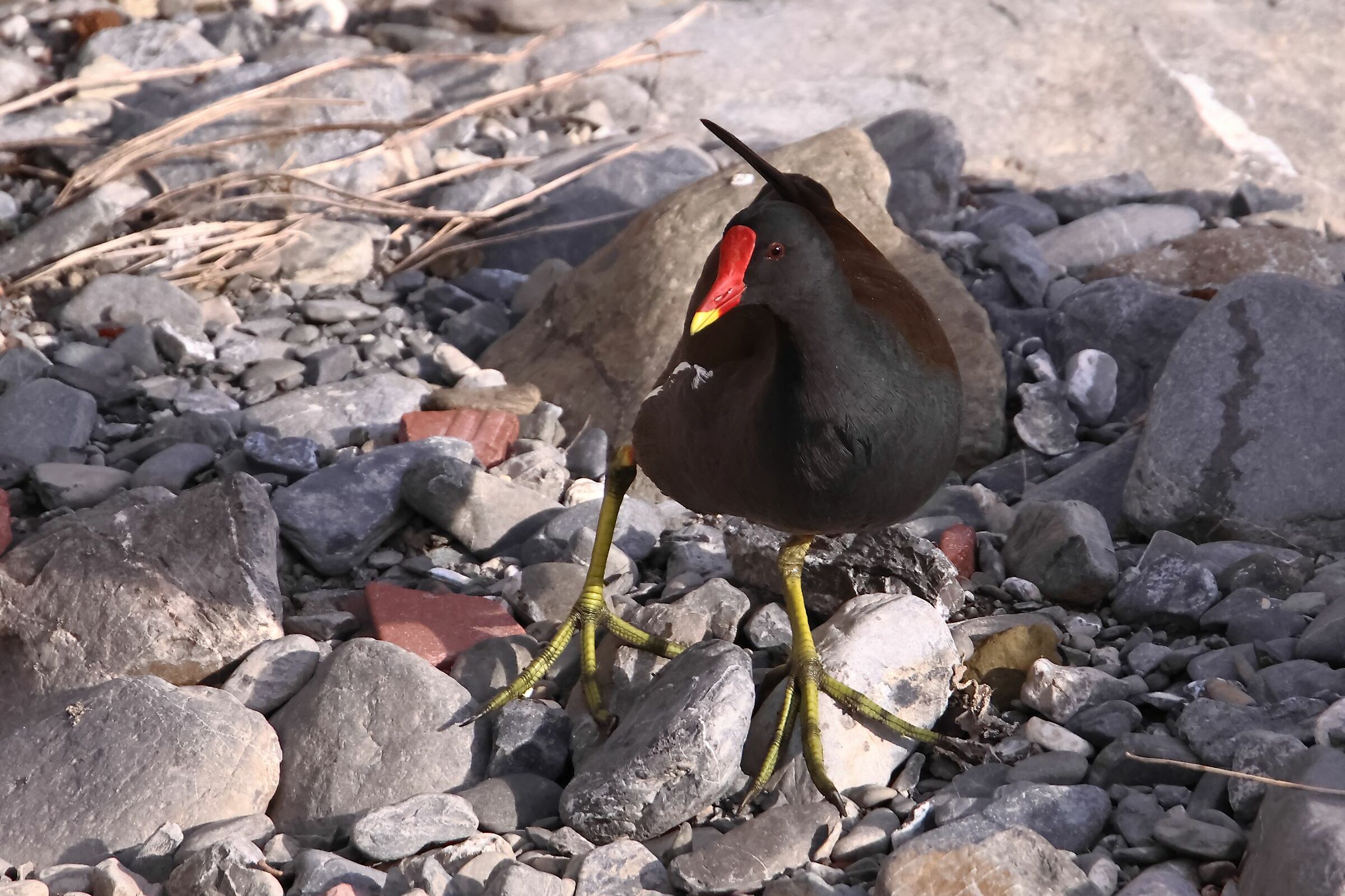 Gallinella (Gallinula Chloropus)