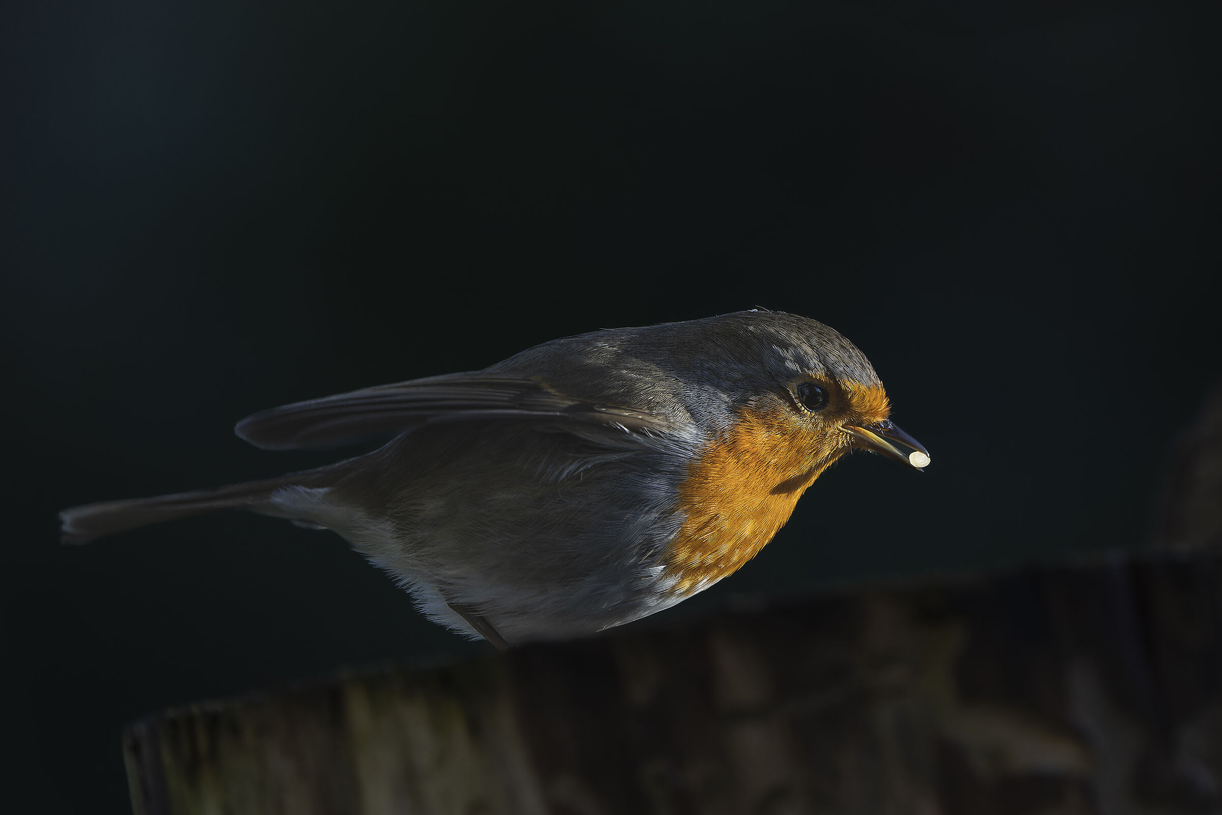 Pettirosso con semino