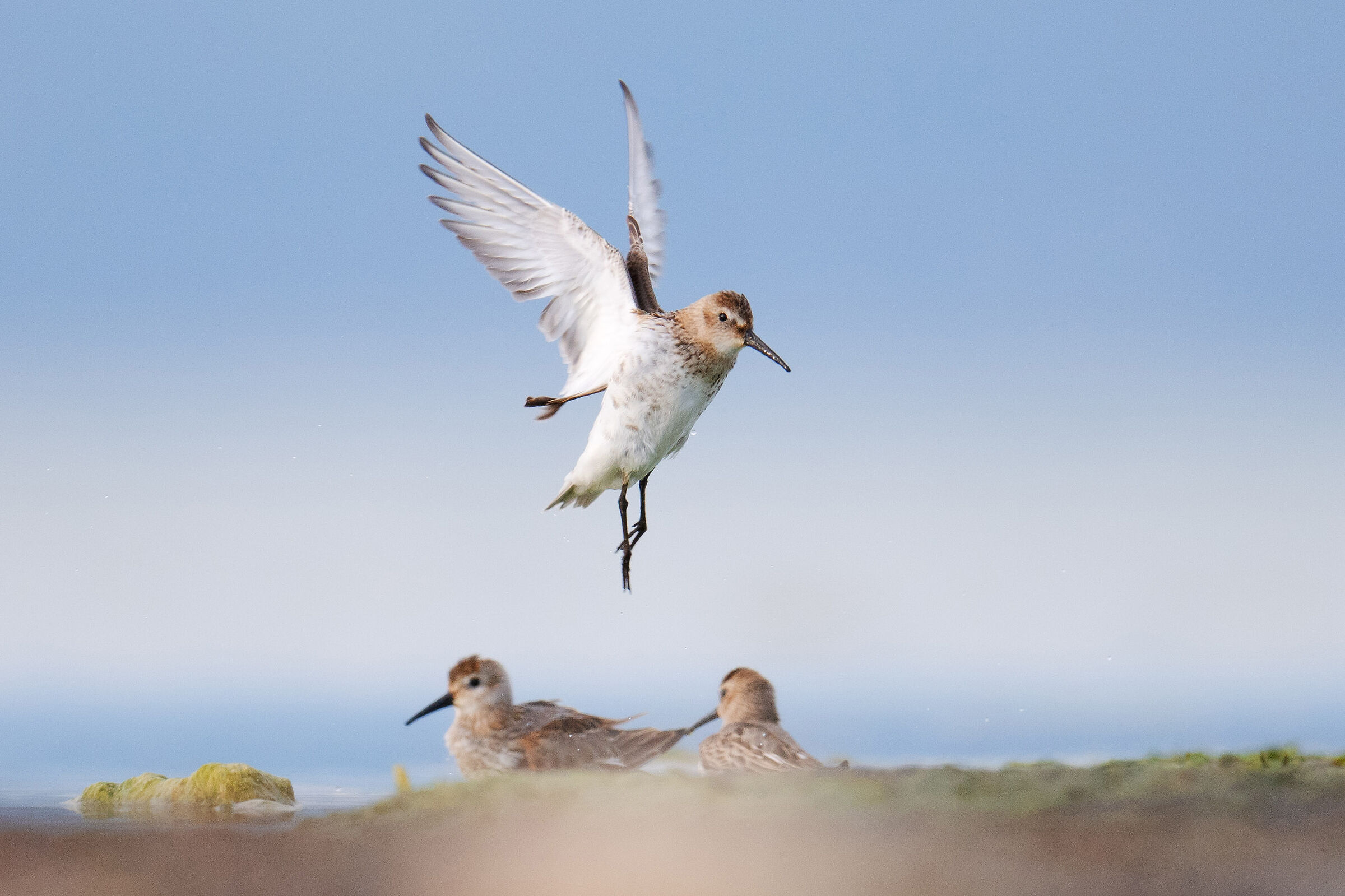 Dunlin