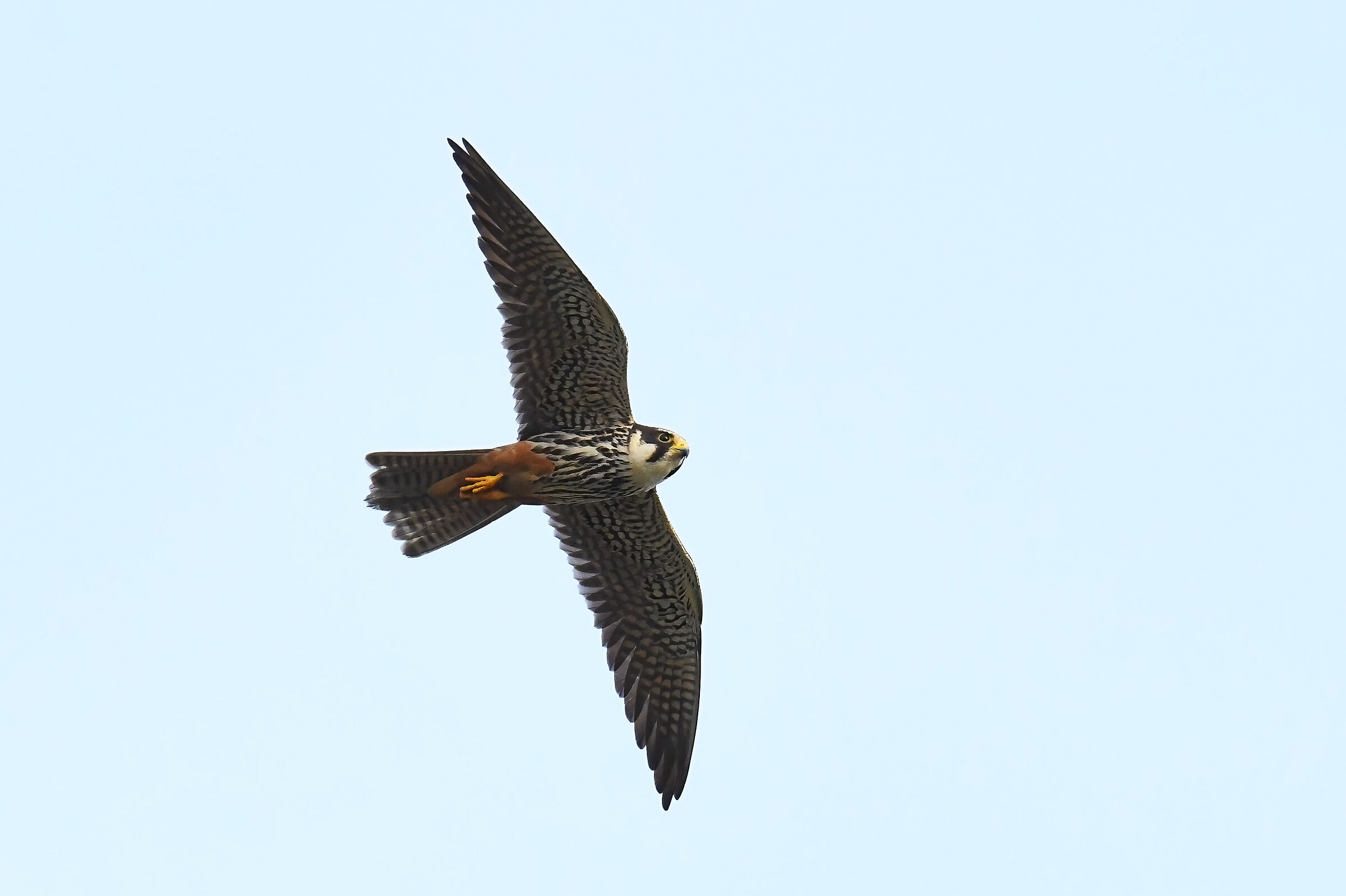 Eurasian hobby