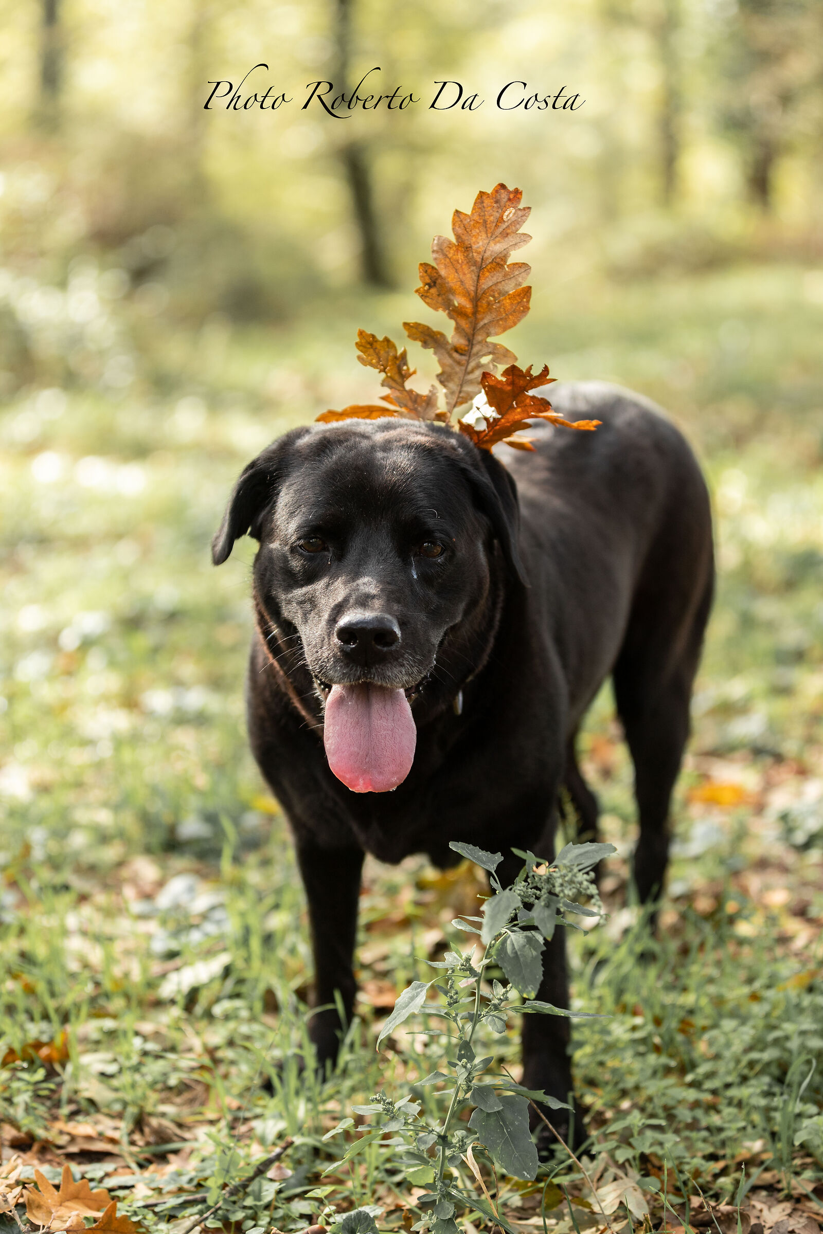 Camilla Christmas version 2024