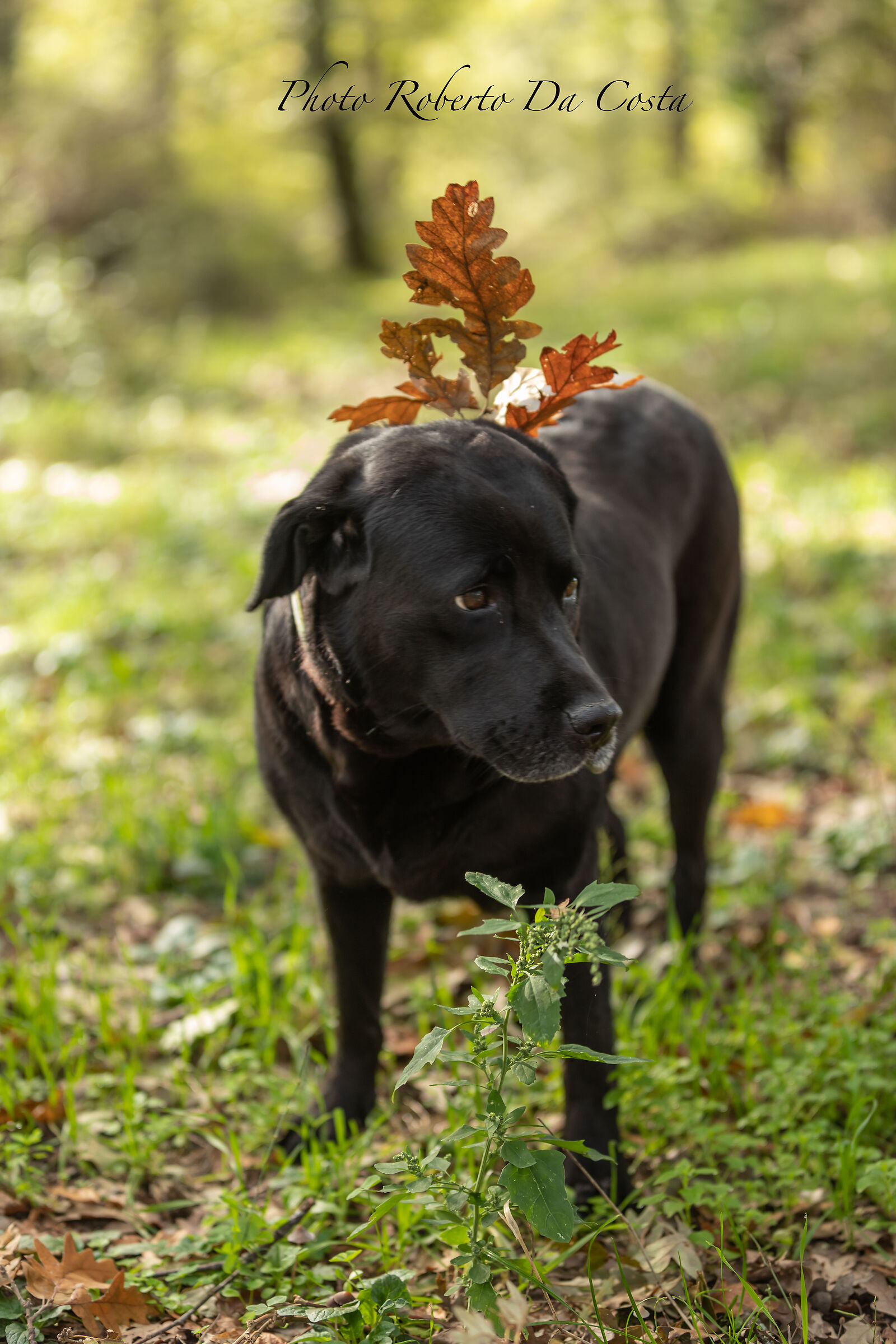 Camilla Christmas version 2024