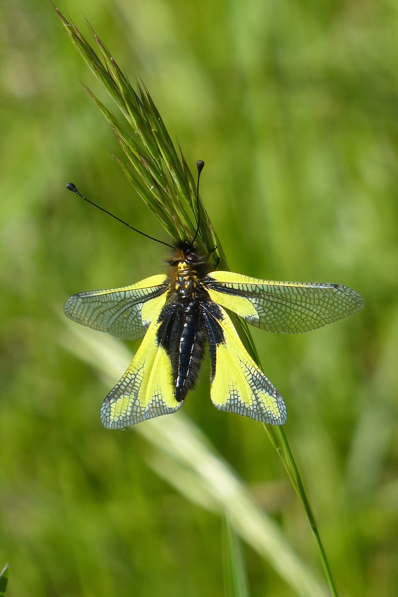 Aiuto per identificazione