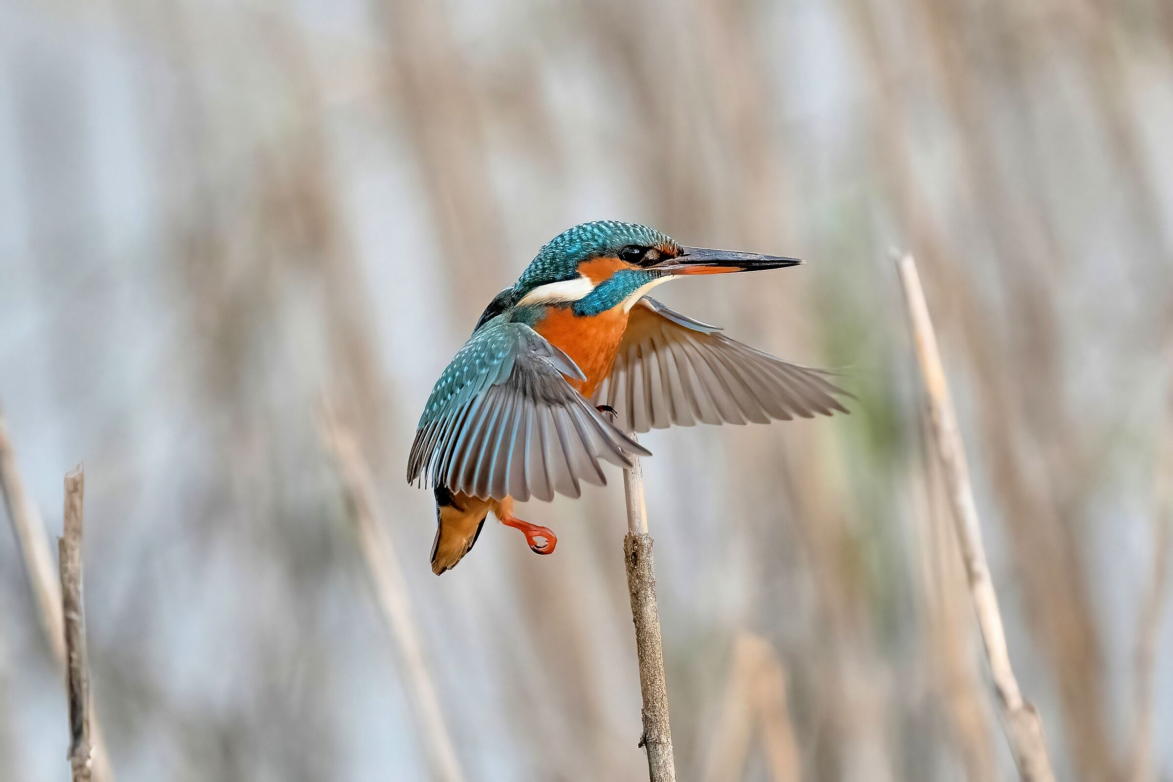 Kingfisher