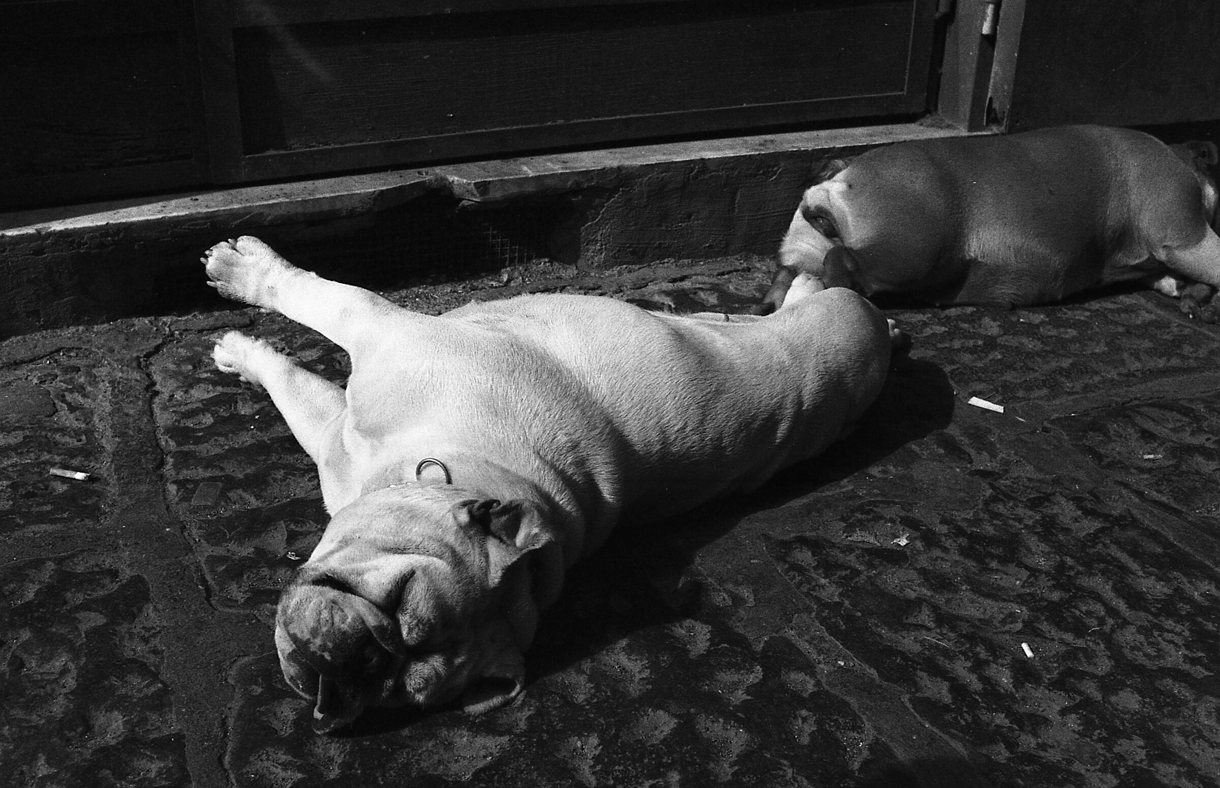 Nikon F3 Nap in Naples