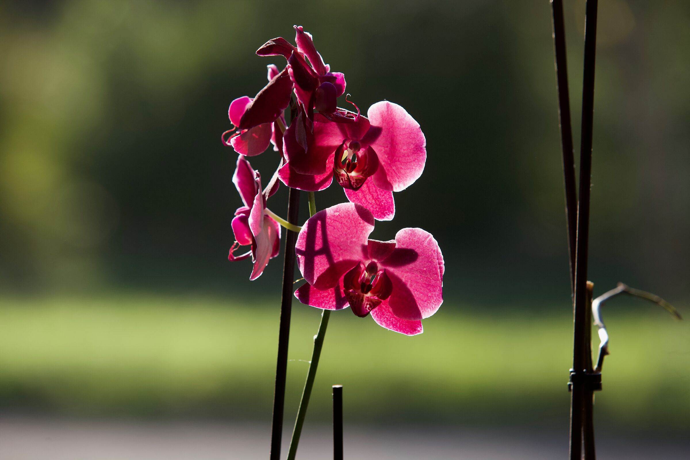 orchidea in controluce