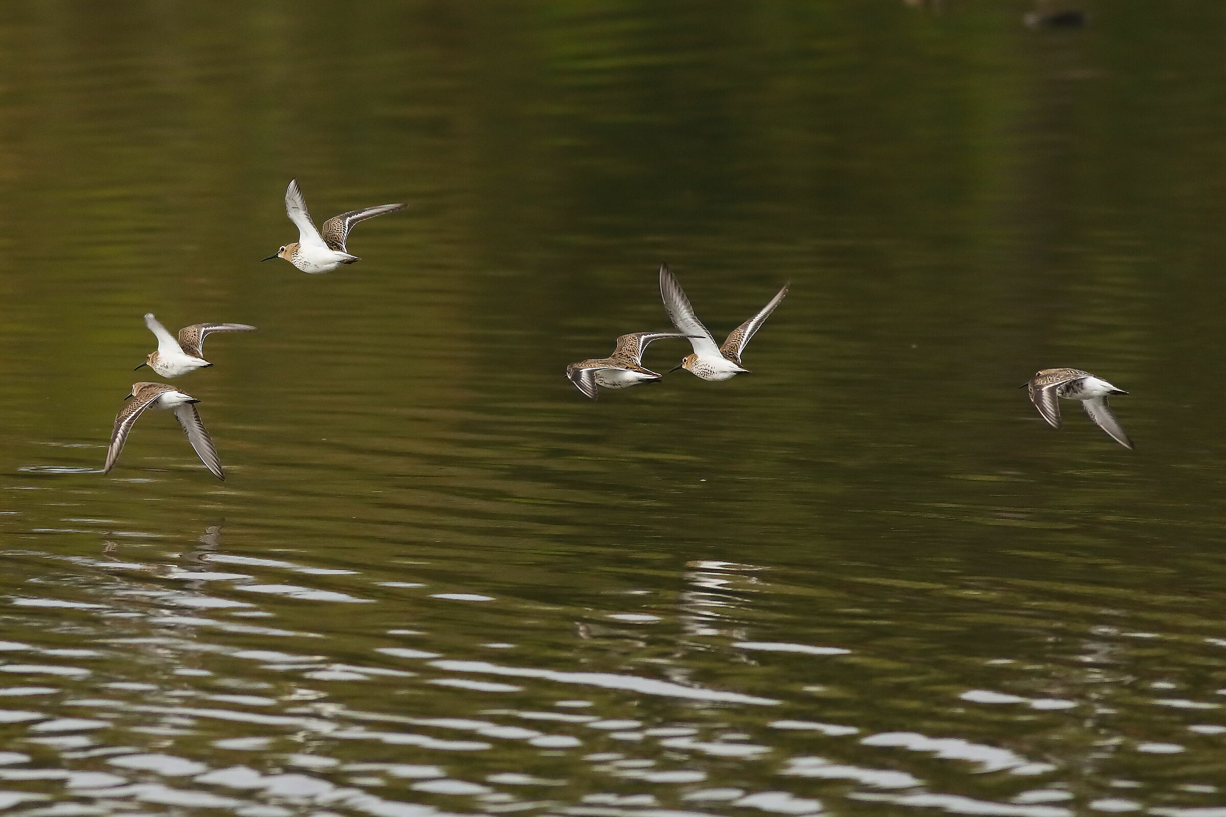 Piovanelli 17-09-2023