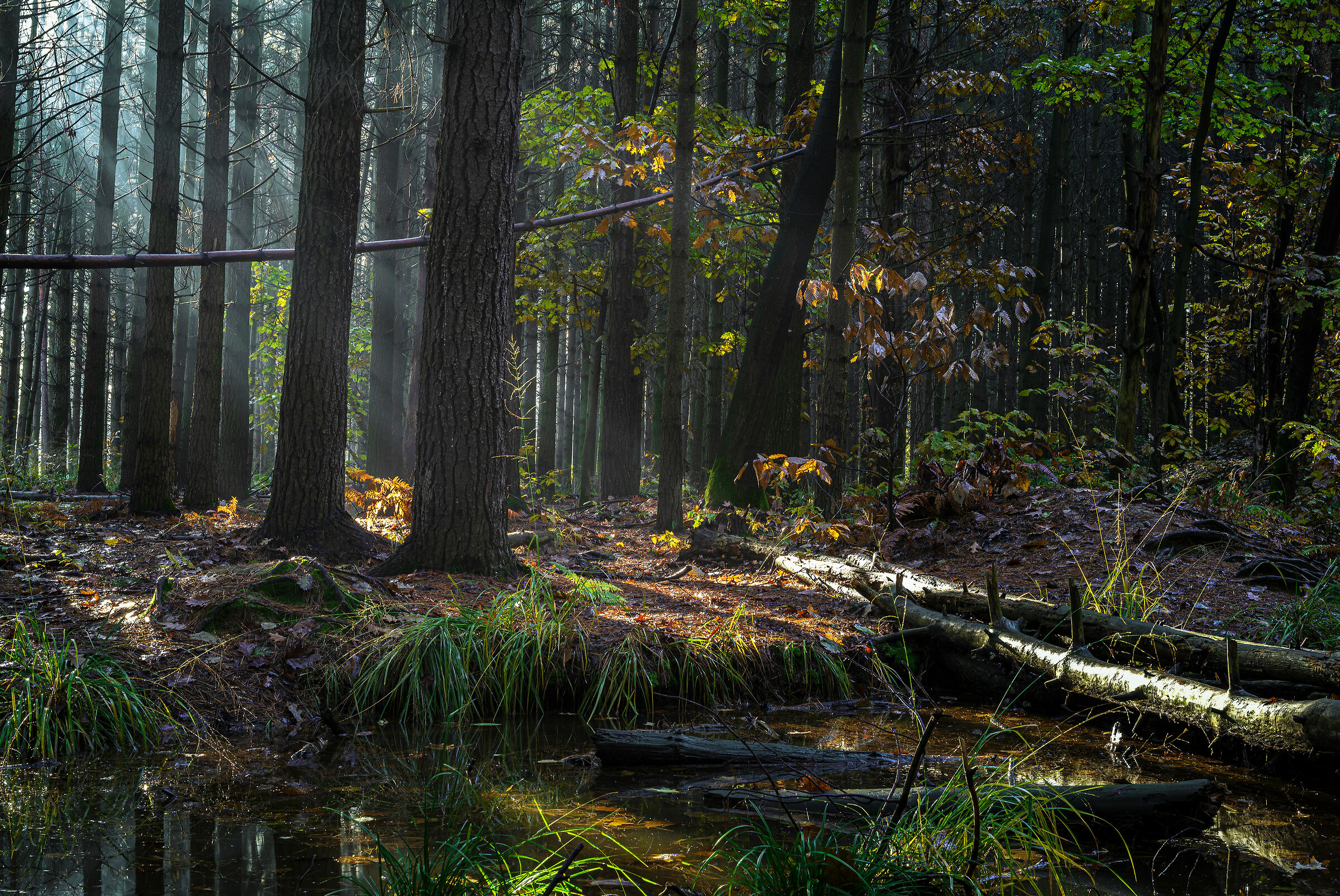Autumn at the pond of the proverb