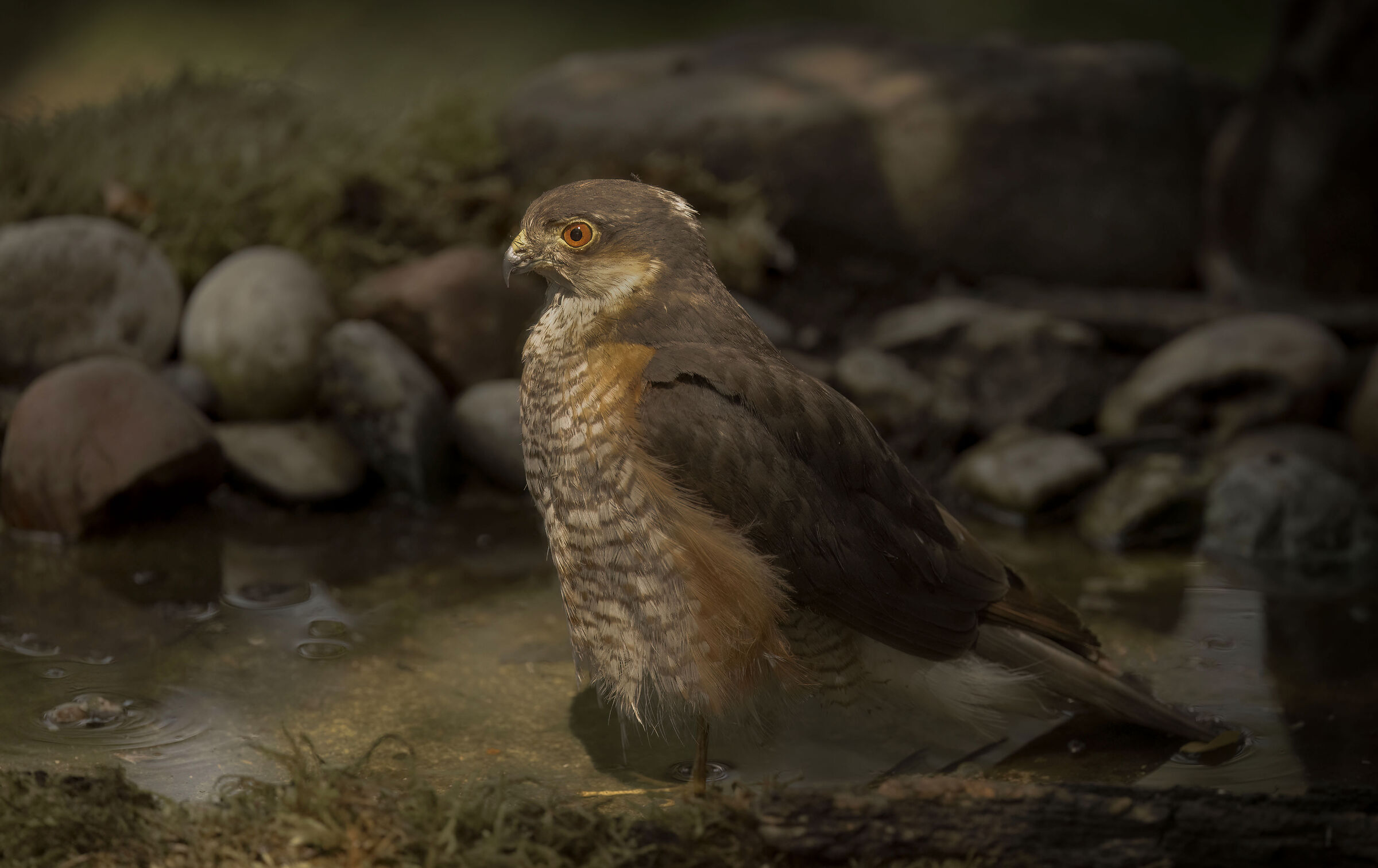 A ray of light that creates unique moments. Sparrowhawk